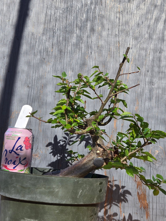 Carpinus coreana, Korean Hornbeam, Ccor sum 10
