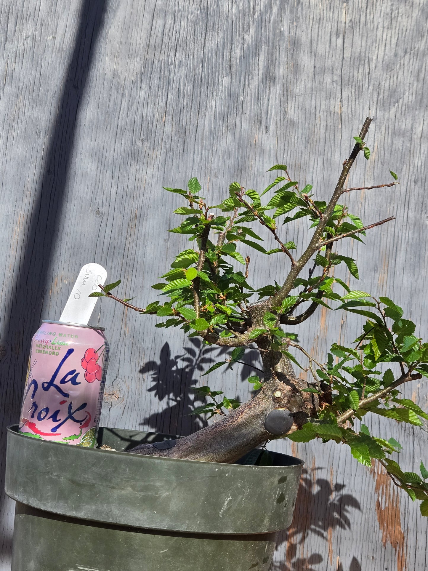 Carpinus coreana, Korean Hornbeam, Ccor sum 10