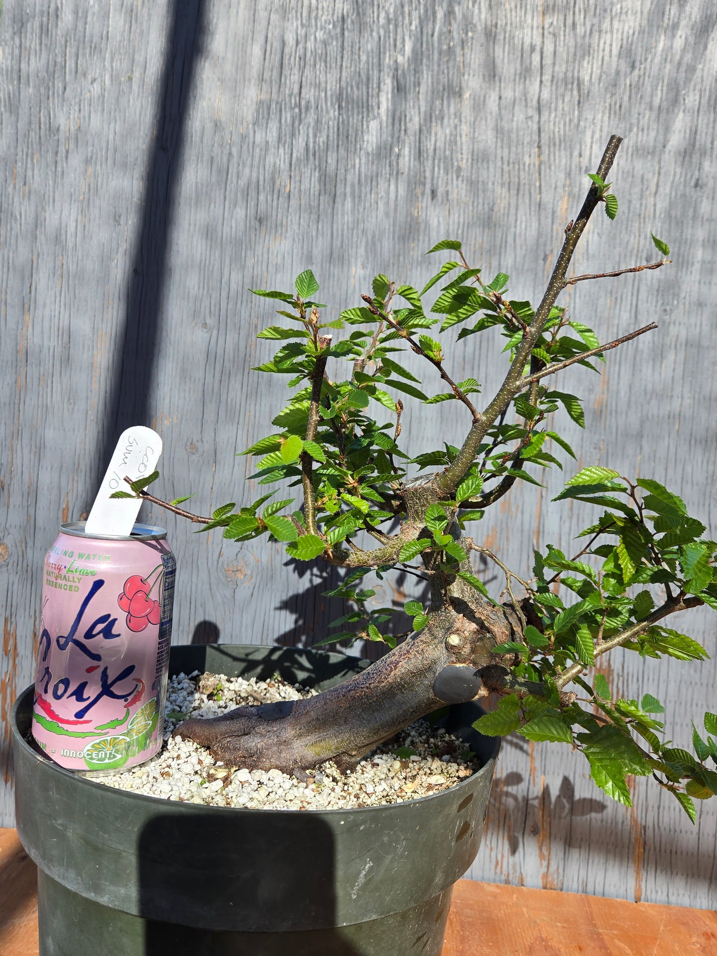 Carpinus coreana, Korean Hornbeam, Ccor sum 10