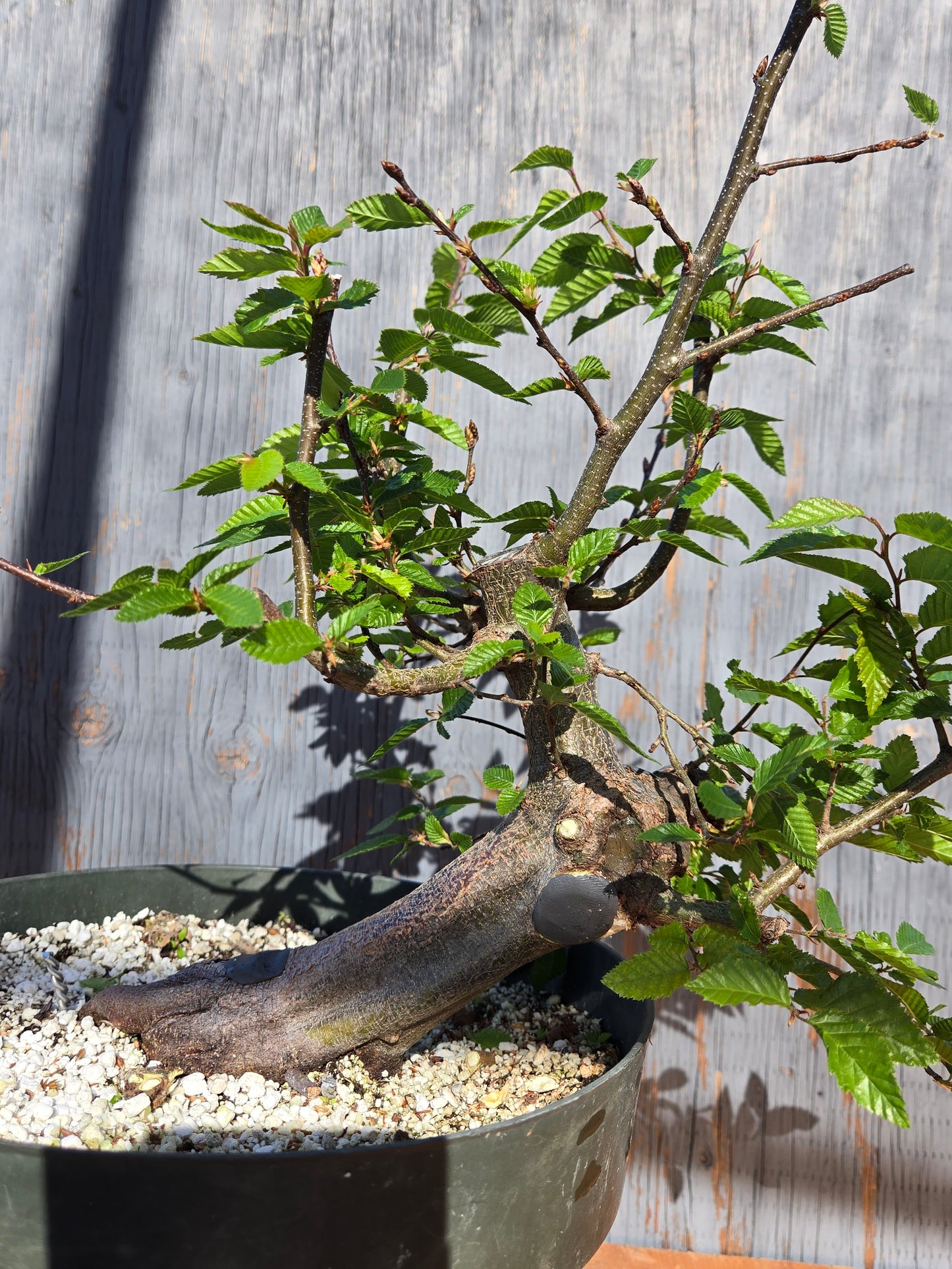 Carpinus coreana, Korean Hornbeam, Ccor sum 10