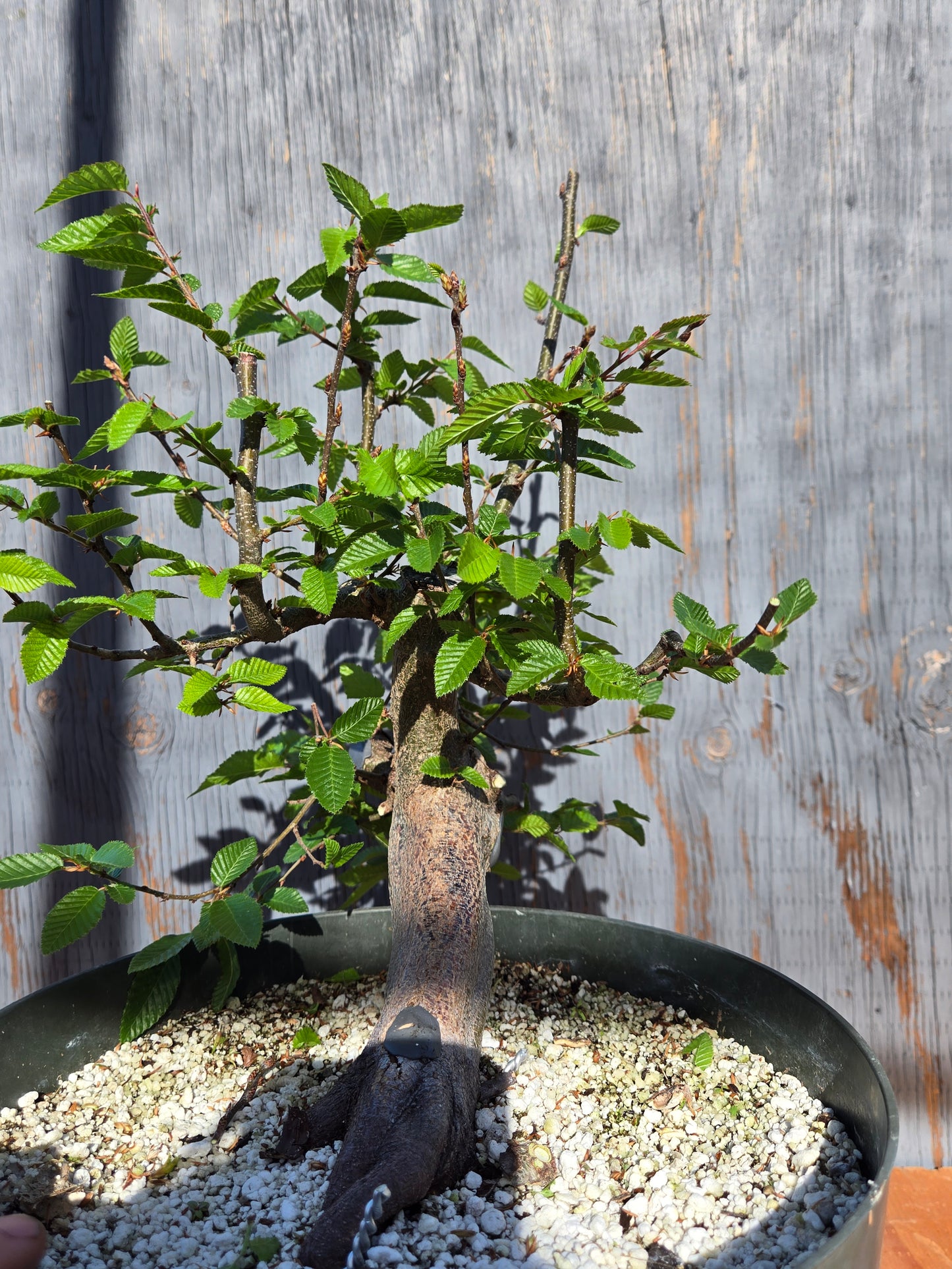 Carpinus coreana, Korean Hornbeam, Ccor sum 10