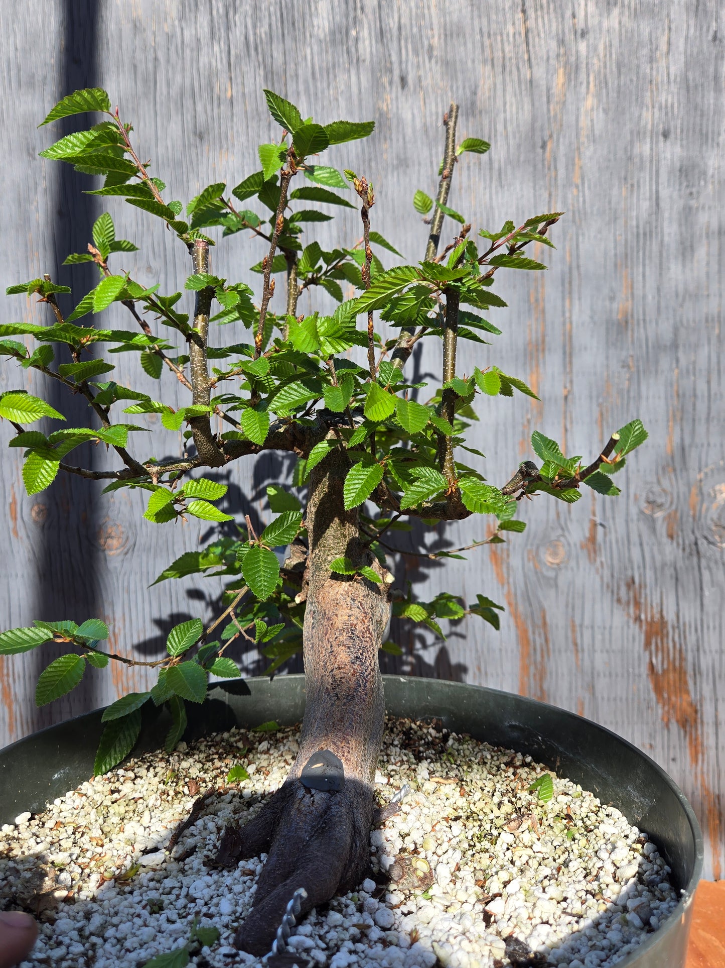 Carpinus coreana, Korean Hornbeam, Ccor sum 10