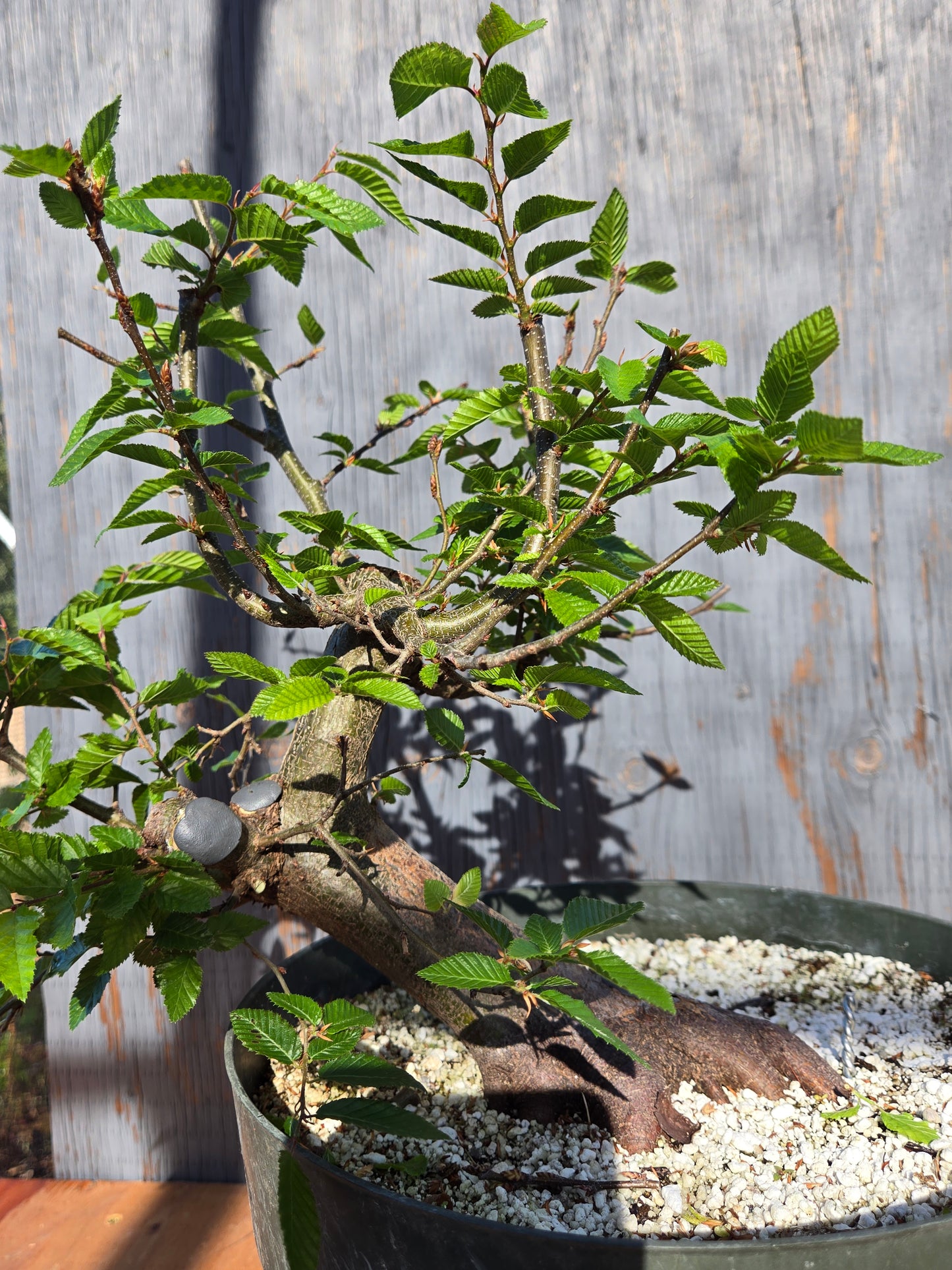 Carpinus coreana, Korean Hornbeam, Ccor sum 10