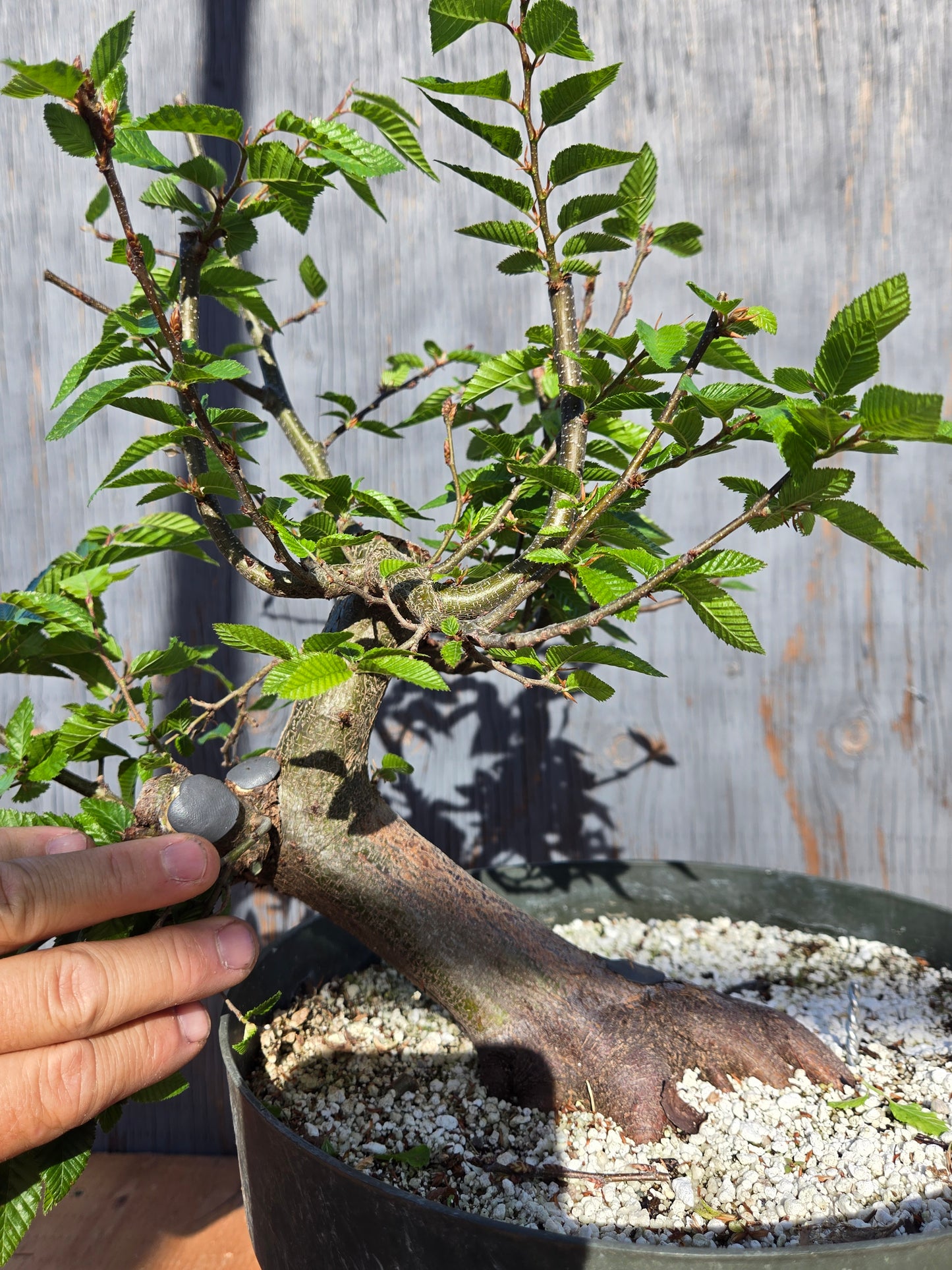 Carpinus coreana, Korean Hornbeam, Ccor sum 10