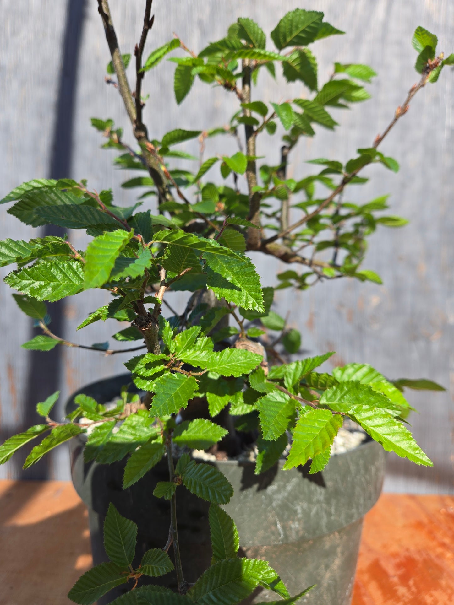 Carpinus coreana, Korean Hornbeam, Ccor sum 10