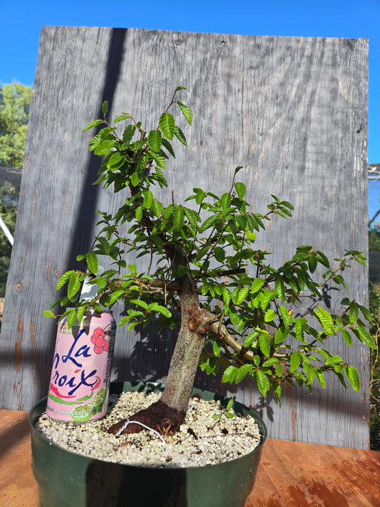 Carpinus coreana, Korean Hornbeam, Ccor sum 11