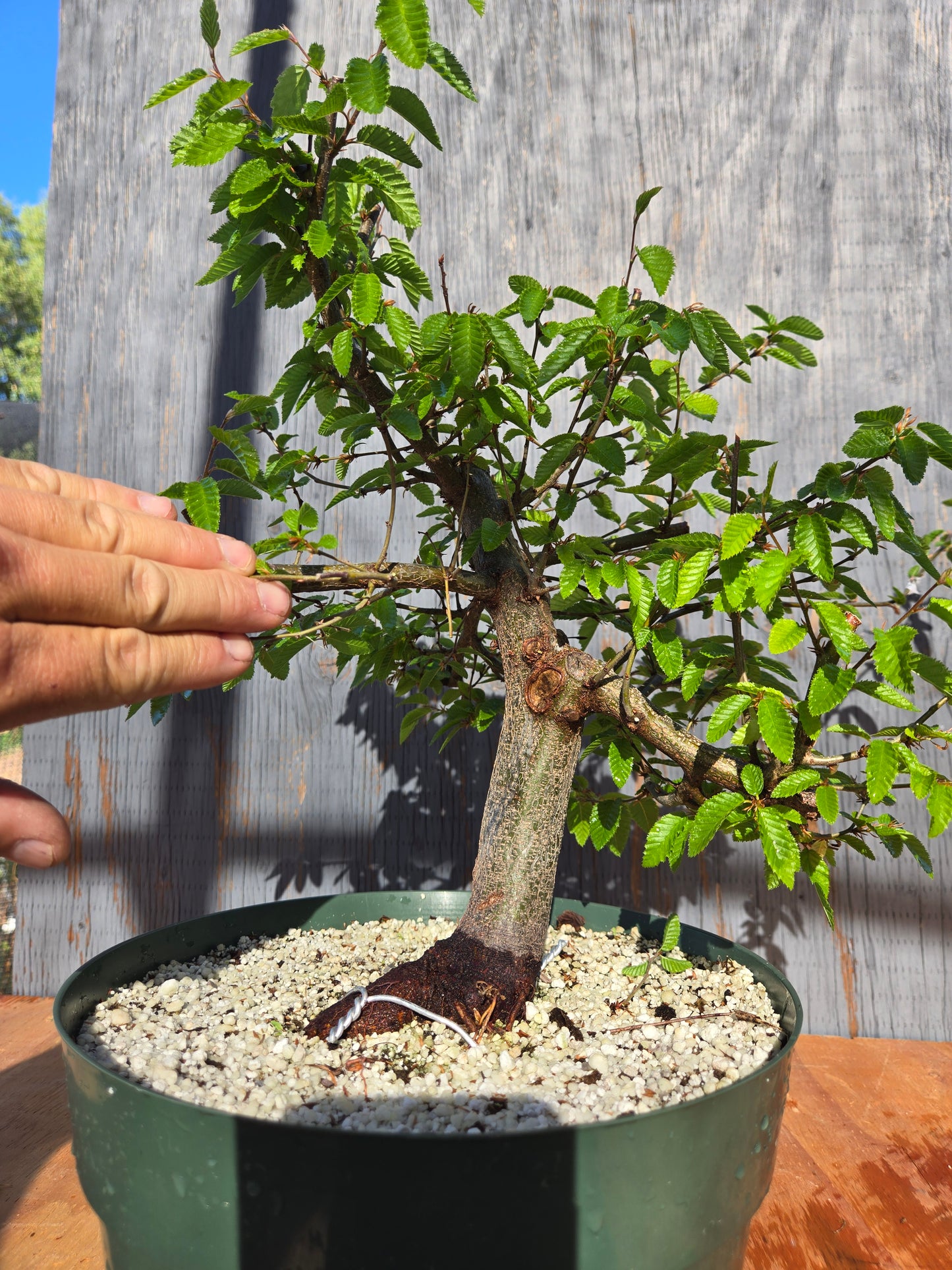 Carpinus coreana, Korean Hornbeam, Ccor sum 11