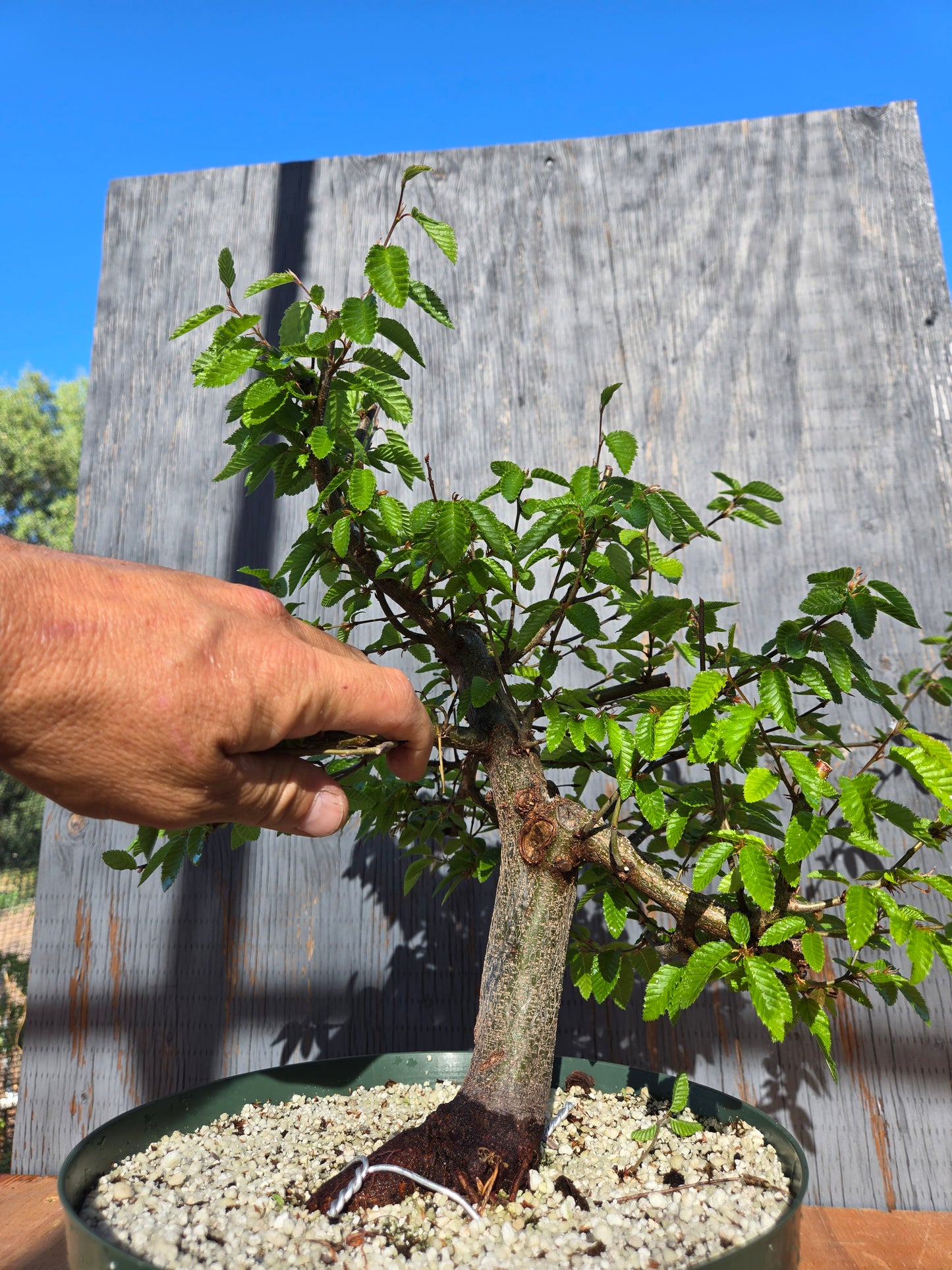 Carpinus coreana, Korean Hornbeam, Ccor sum 11