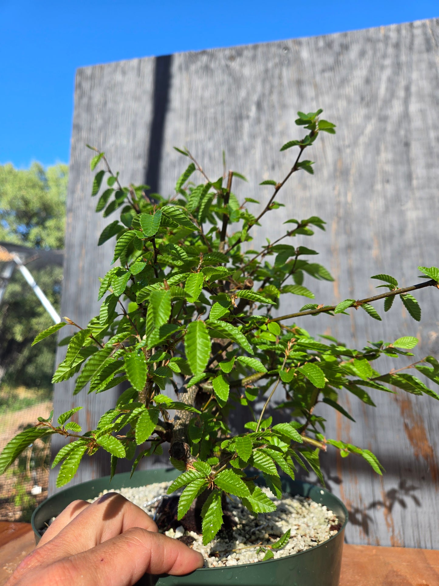 Carpinus coreana, Korean Hornbeam, Ccor sum 11