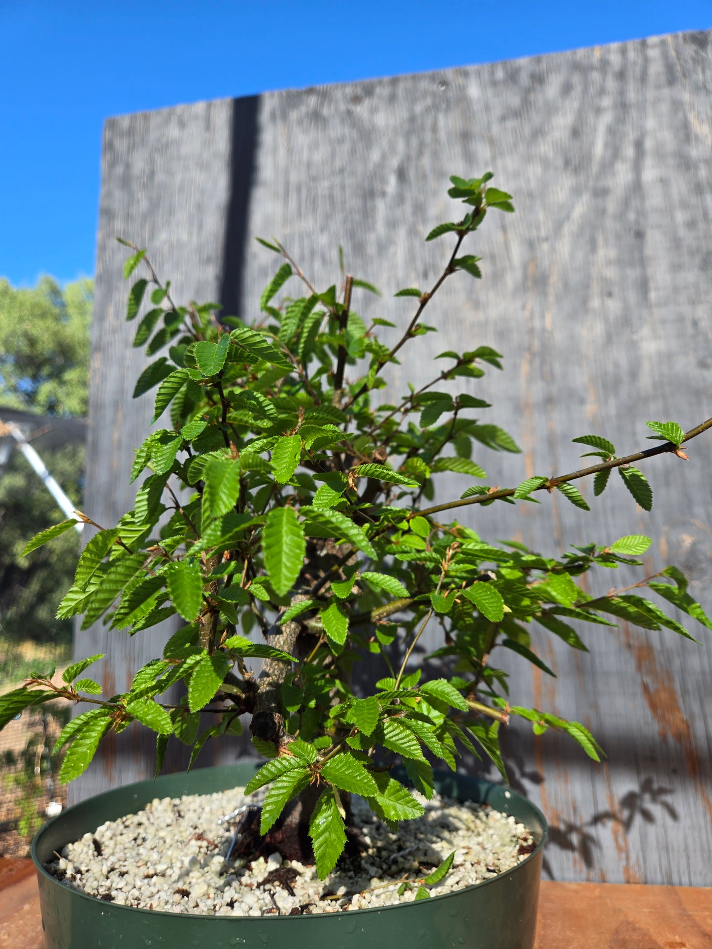 Carpinus coreana, Korean Hornbeam, Ccor sum 11
