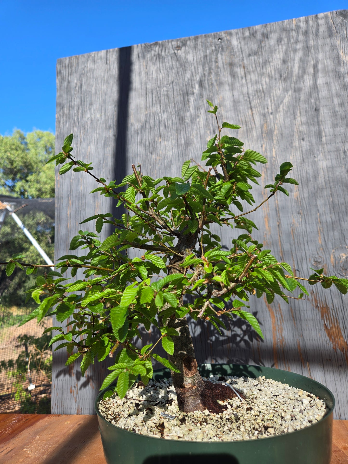 Carpinus coreana, Korean Hornbeam, Ccor sum 11