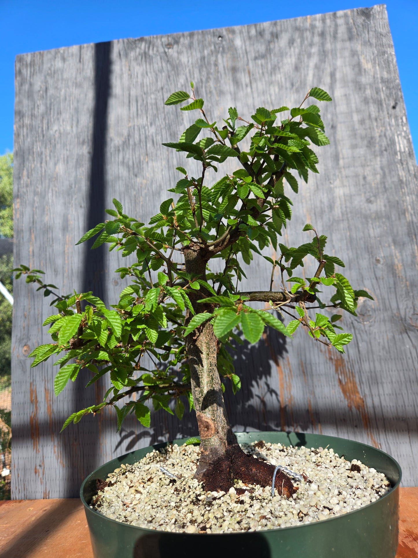 Carpinus coreana, Korean Hornbeam, Ccor sum 11