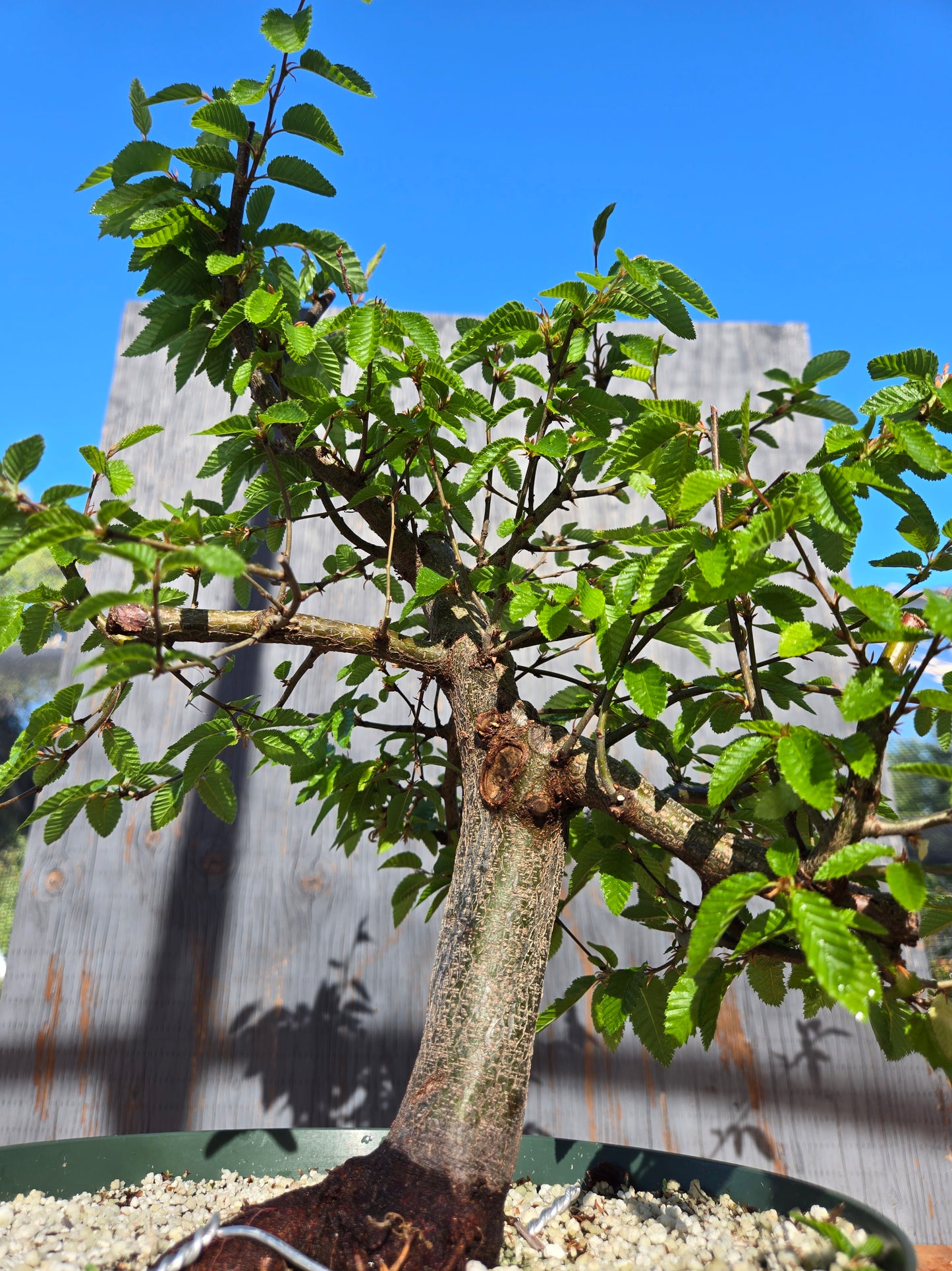 Carpinus coreana, Korean Hornbeam, Ccor sum 11