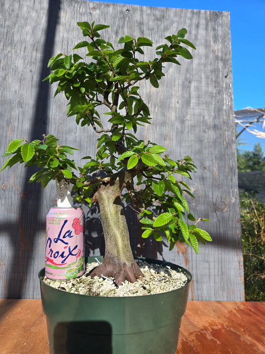 Carpinus coreana, Korean Hornbeam, Ccor sum 13
