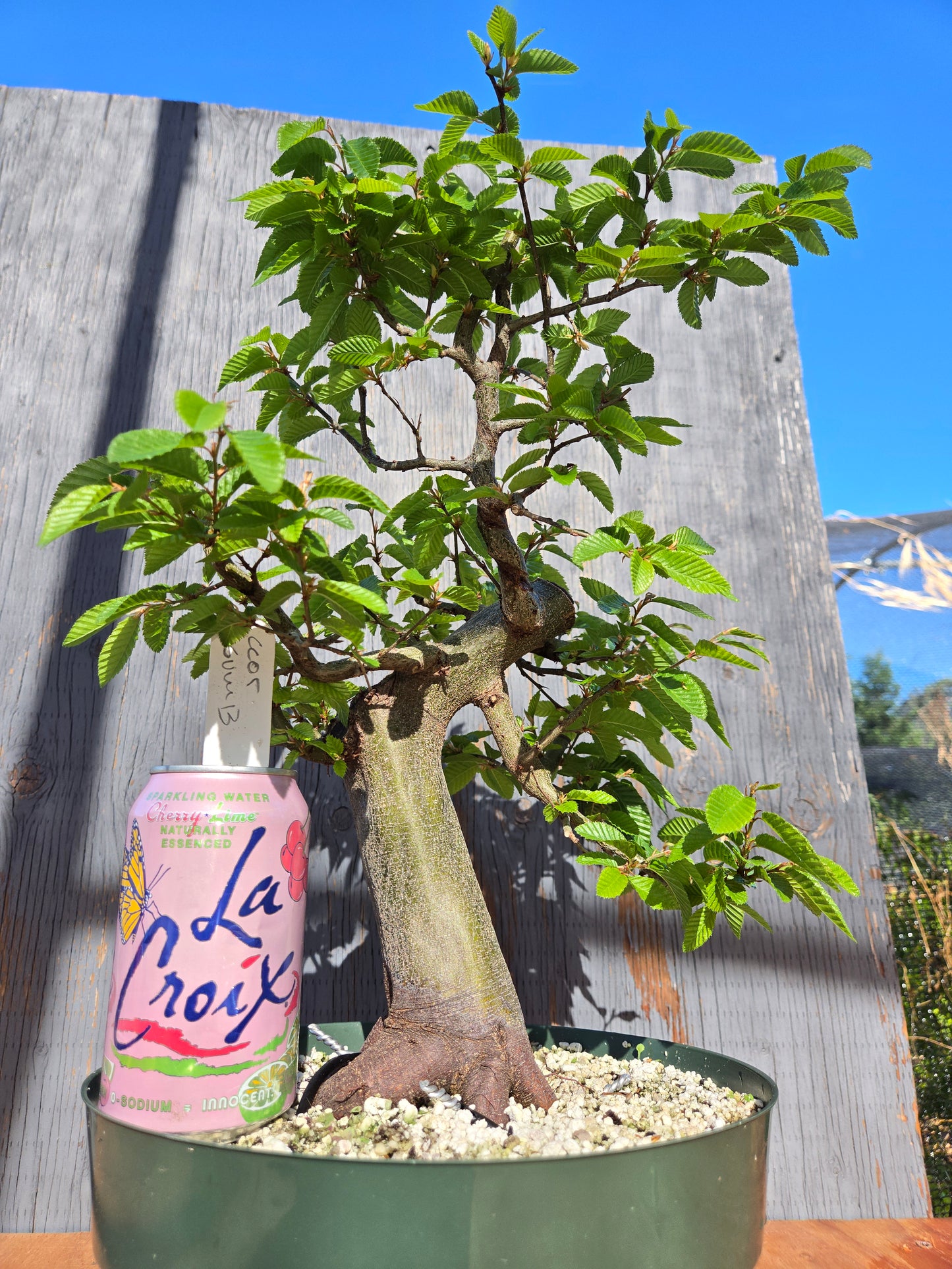 Carpinus coreana, Korean Hornbeam, Ccor sum 13