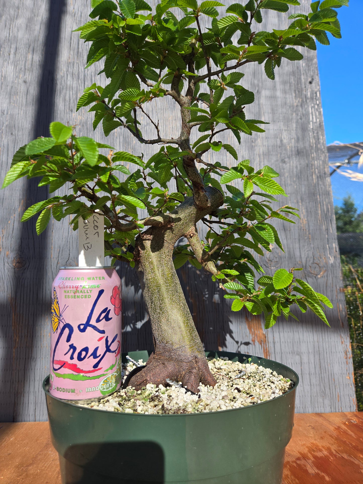 Carpinus coreana, Korean Hornbeam, Ccor sum 13