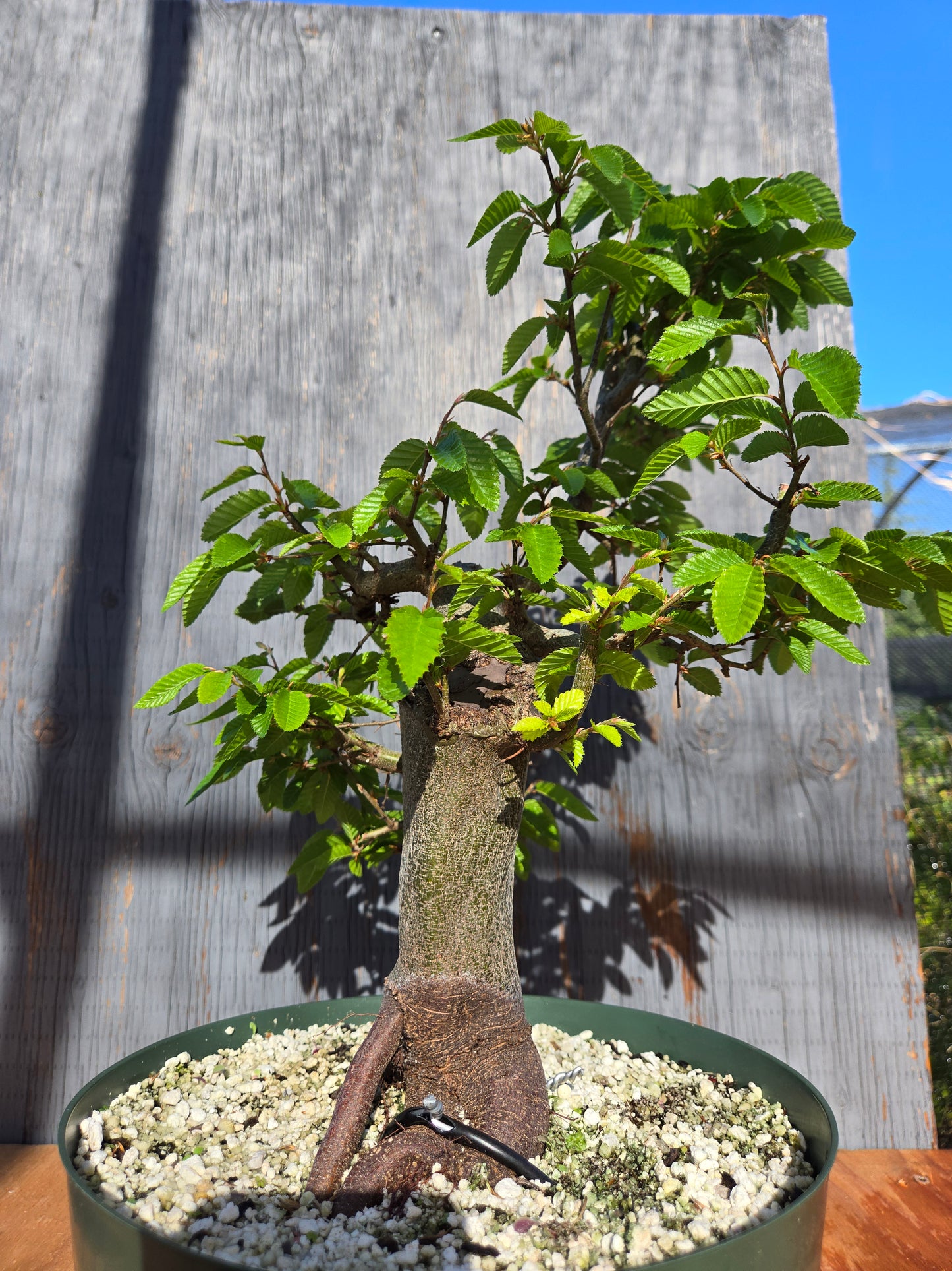 Carpinus coreana, Korean Hornbeam, Ccor sum 13