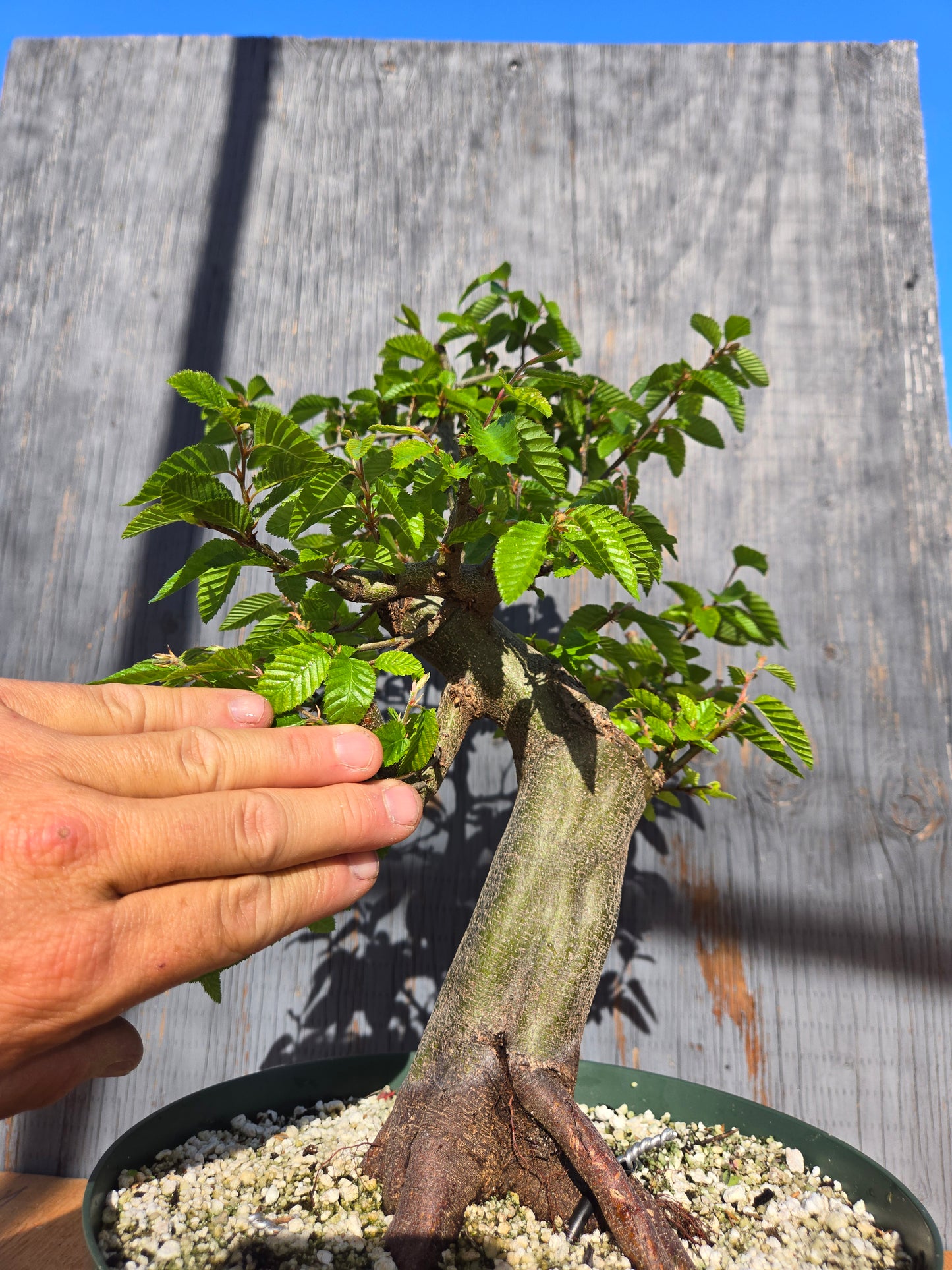 Carpinus coreana, Korean Hornbeam, Ccor sum 13