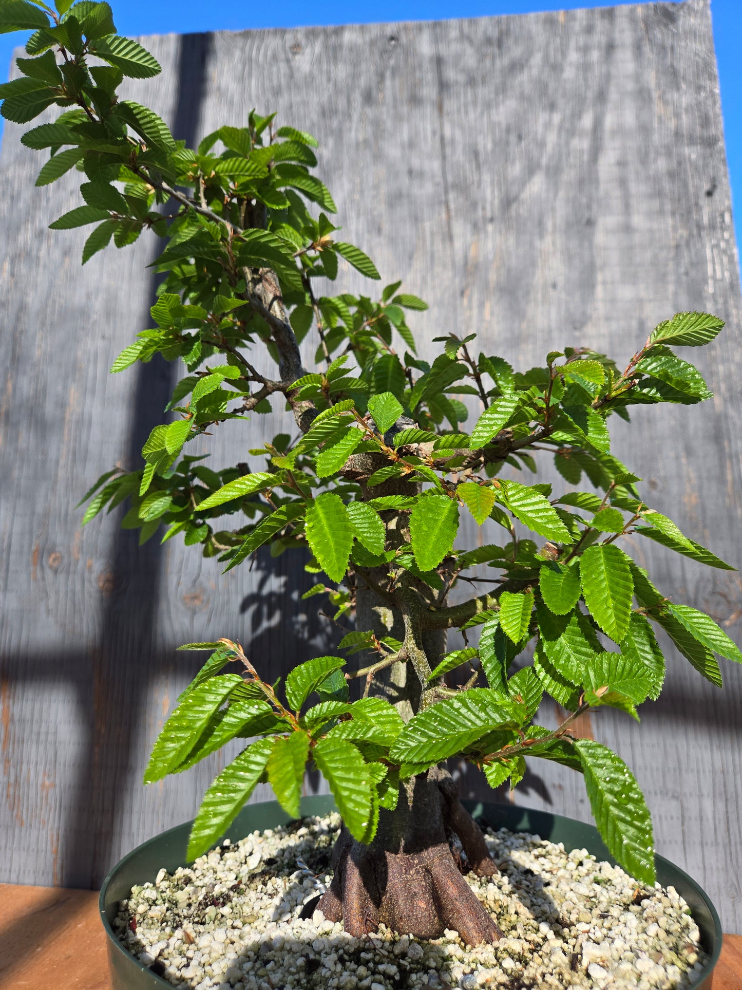 Carpinus coreana, Korean Hornbeam, Ccor sum 13
