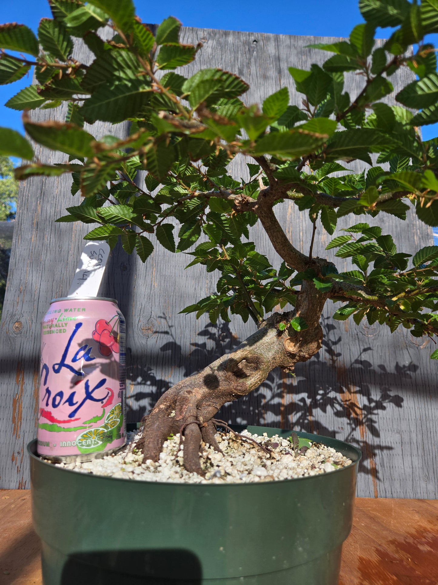Carpinus coreana, Korean Hornbeam, Ccor sum 14