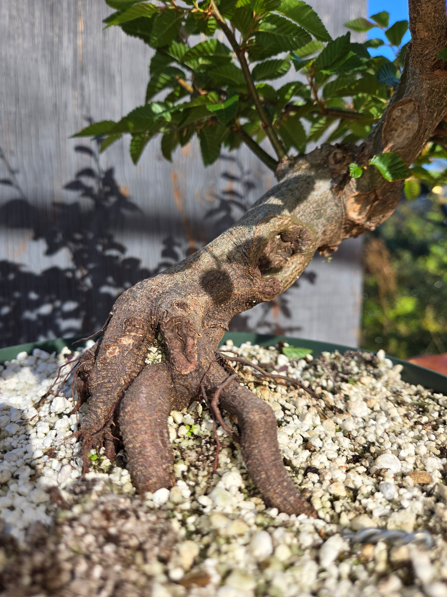 Carpinus coreana, Korean Hornbeam, Ccor sum 14