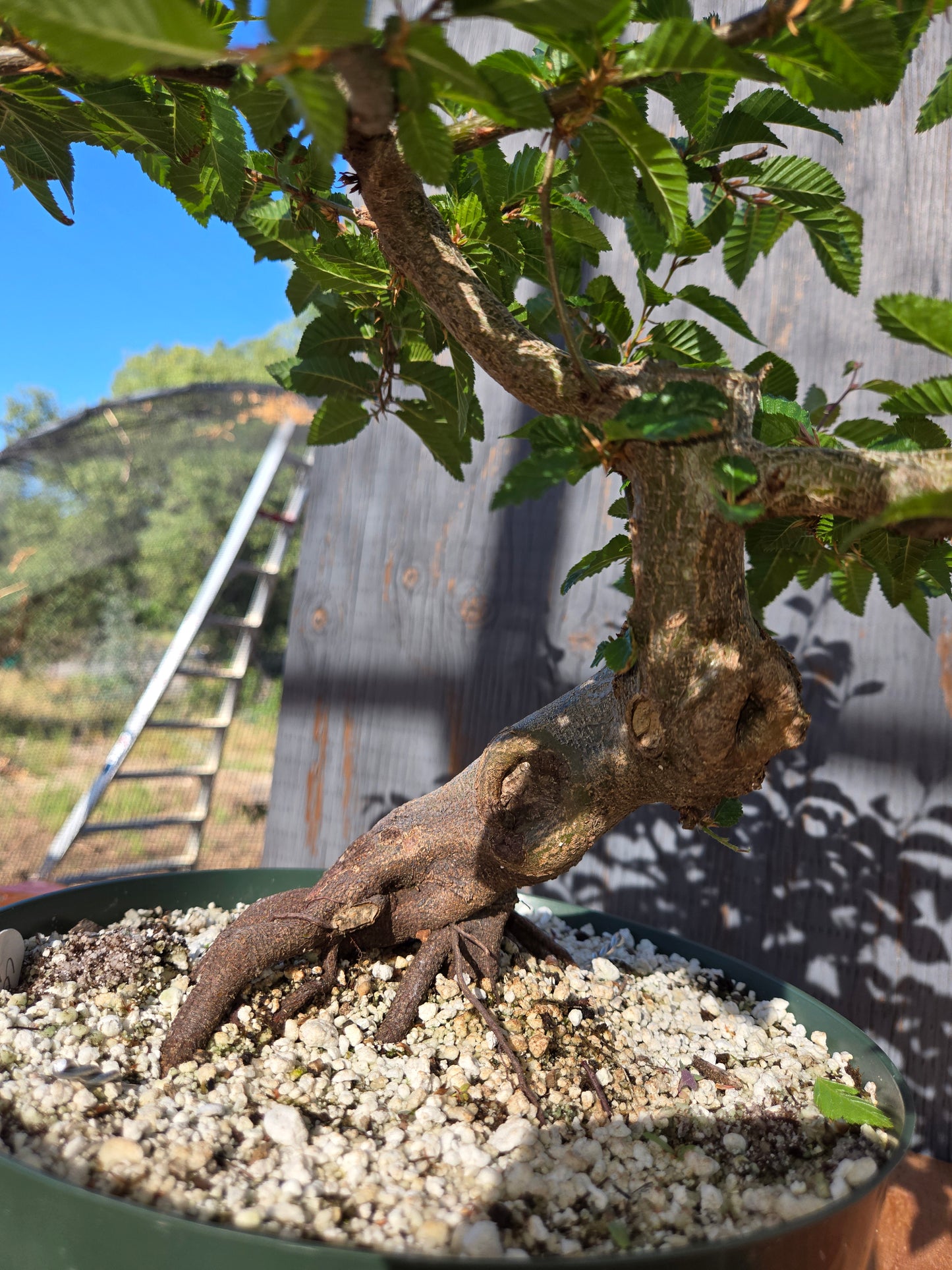 Carpinus coreana, Korean Hornbeam, Ccor sum 14