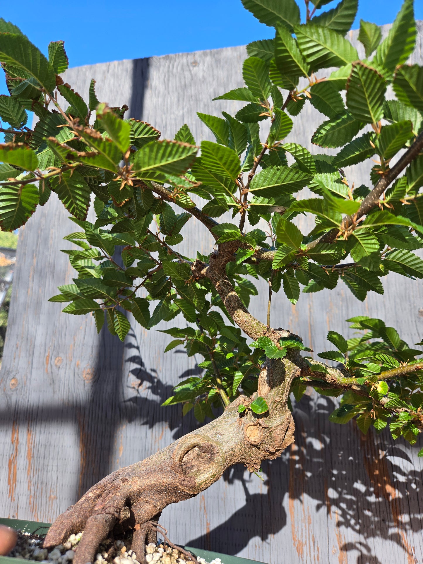 Carpinus coreana, Korean Hornbeam, Ccor sum 14