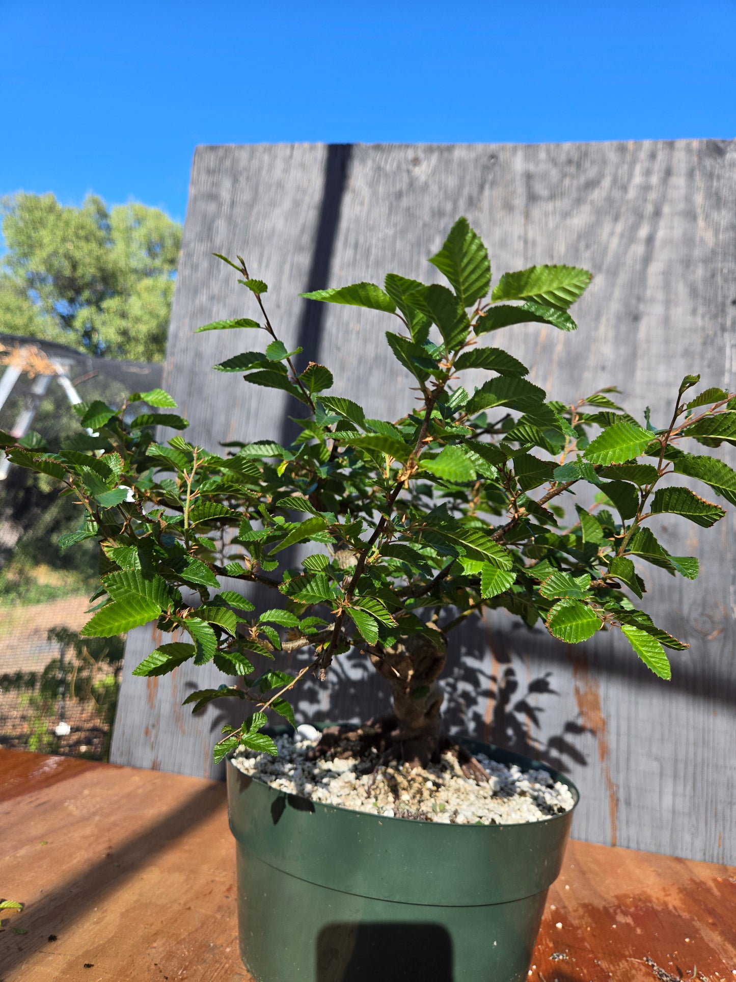 Carpinus coreana, Korean Hornbeam, Ccor sum 14
