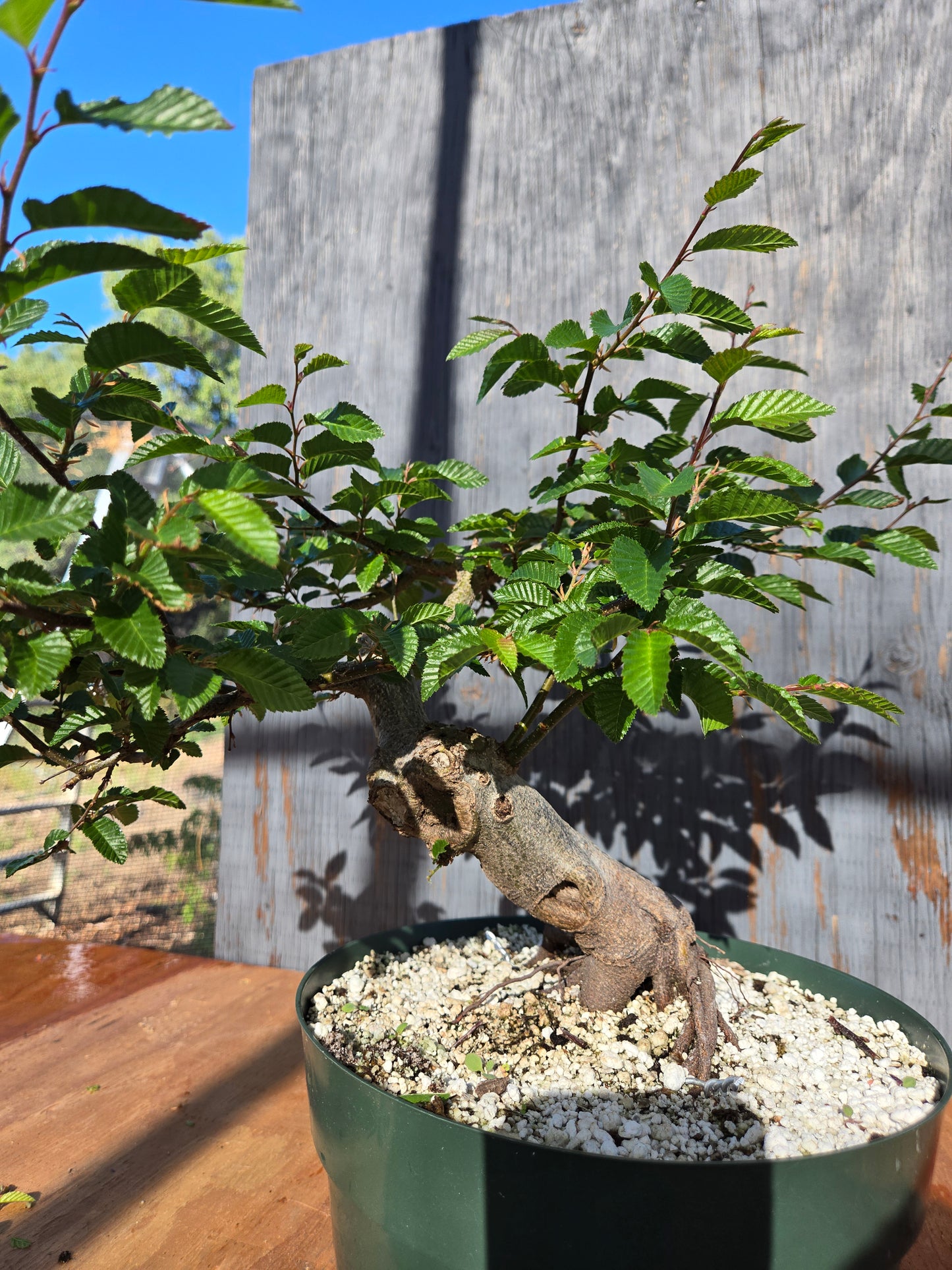 Carpinus coreana, Korean Hornbeam, Ccor sum 14