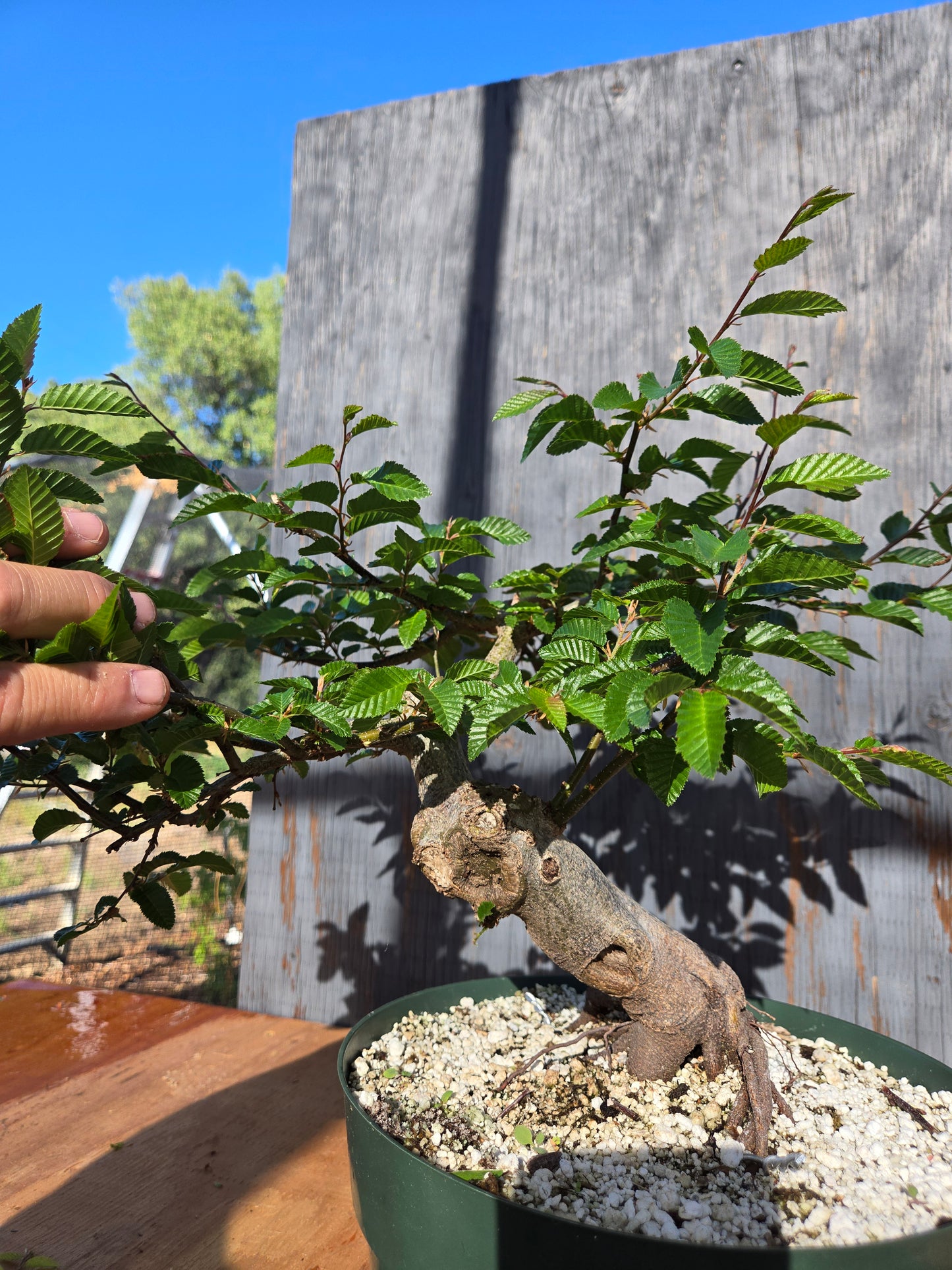 Carpinus coreana, Korean Hornbeam, Ccor sum 14