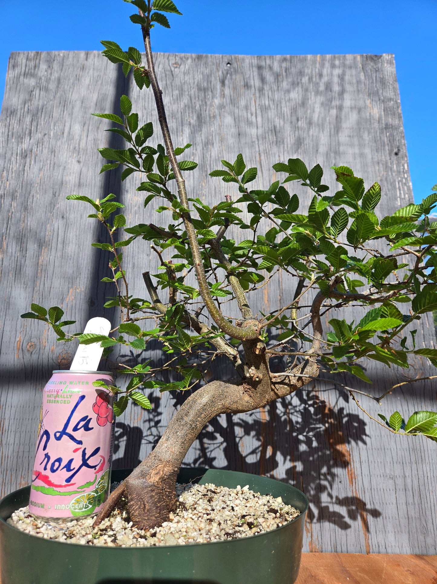 Carpinus coreana, Korean Hornbeam, Ccor sum 15