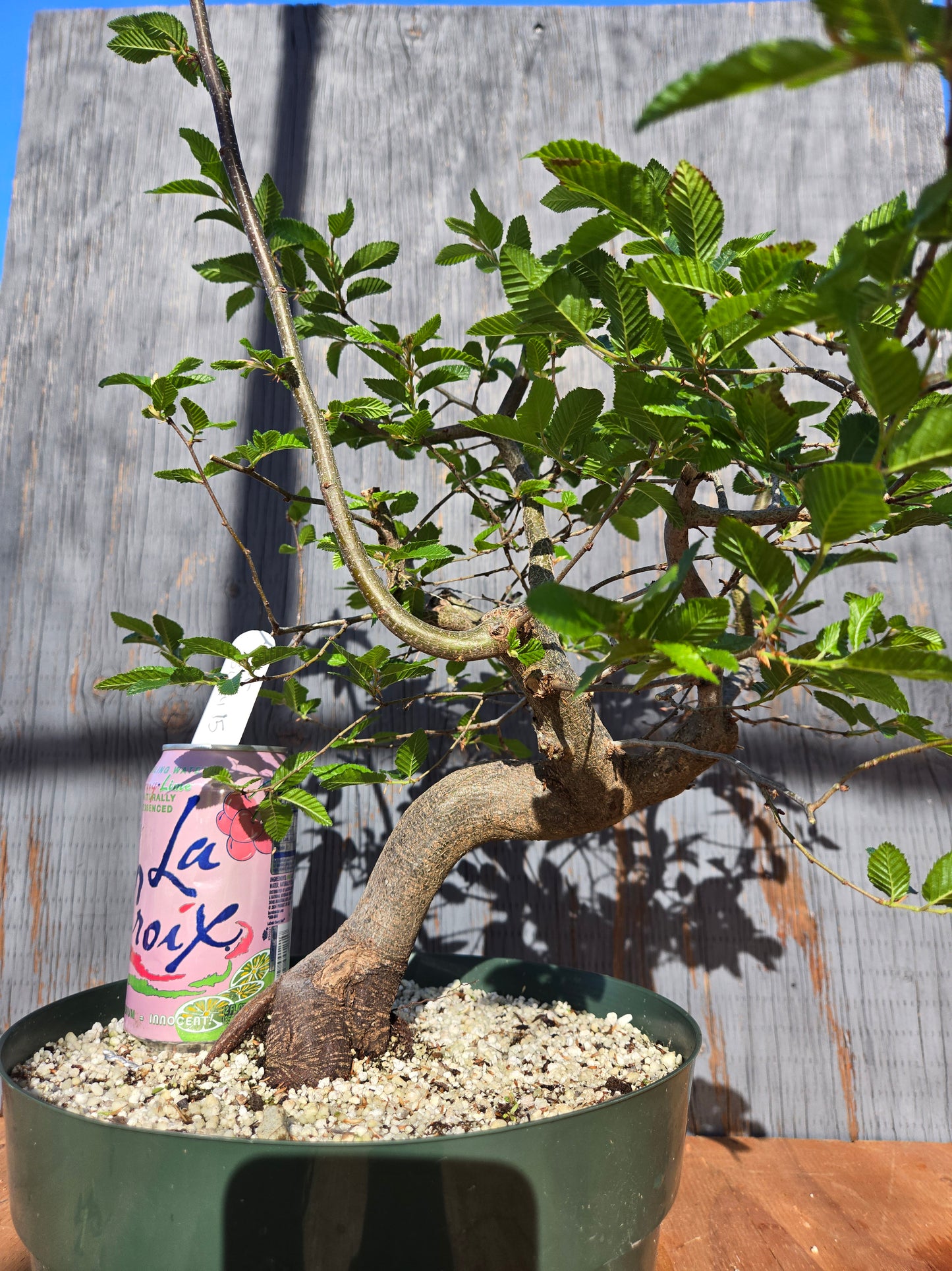 Carpinus coreana, Korean Hornbeam, Ccor sum 15