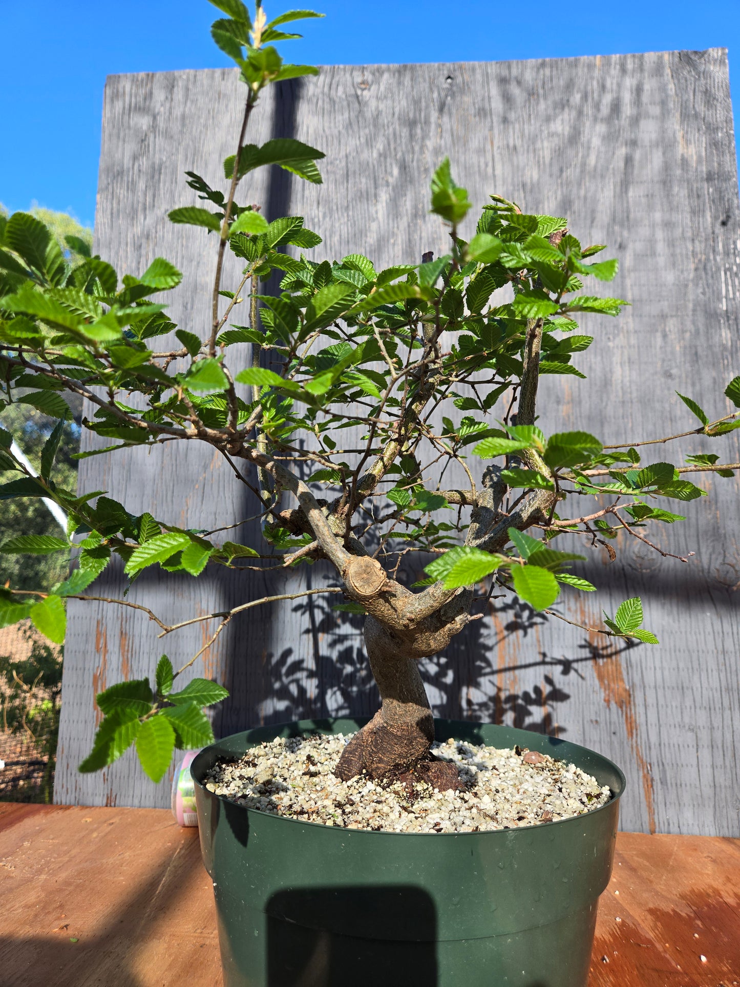 Carpinus coreana, Korean Hornbeam, Ccor sum 15