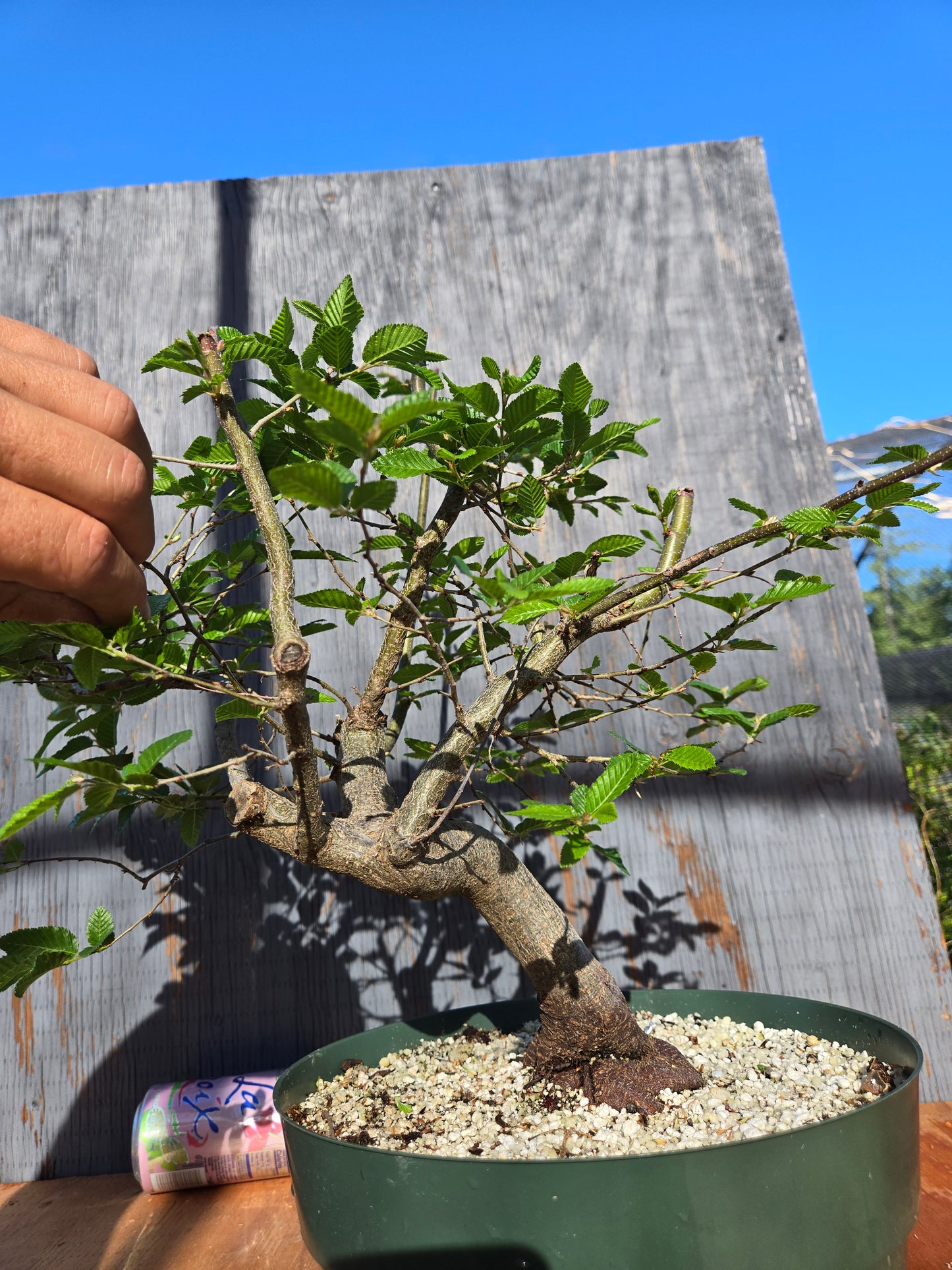 Carpinus coreana, Korean Hornbeam, Ccor sum 15