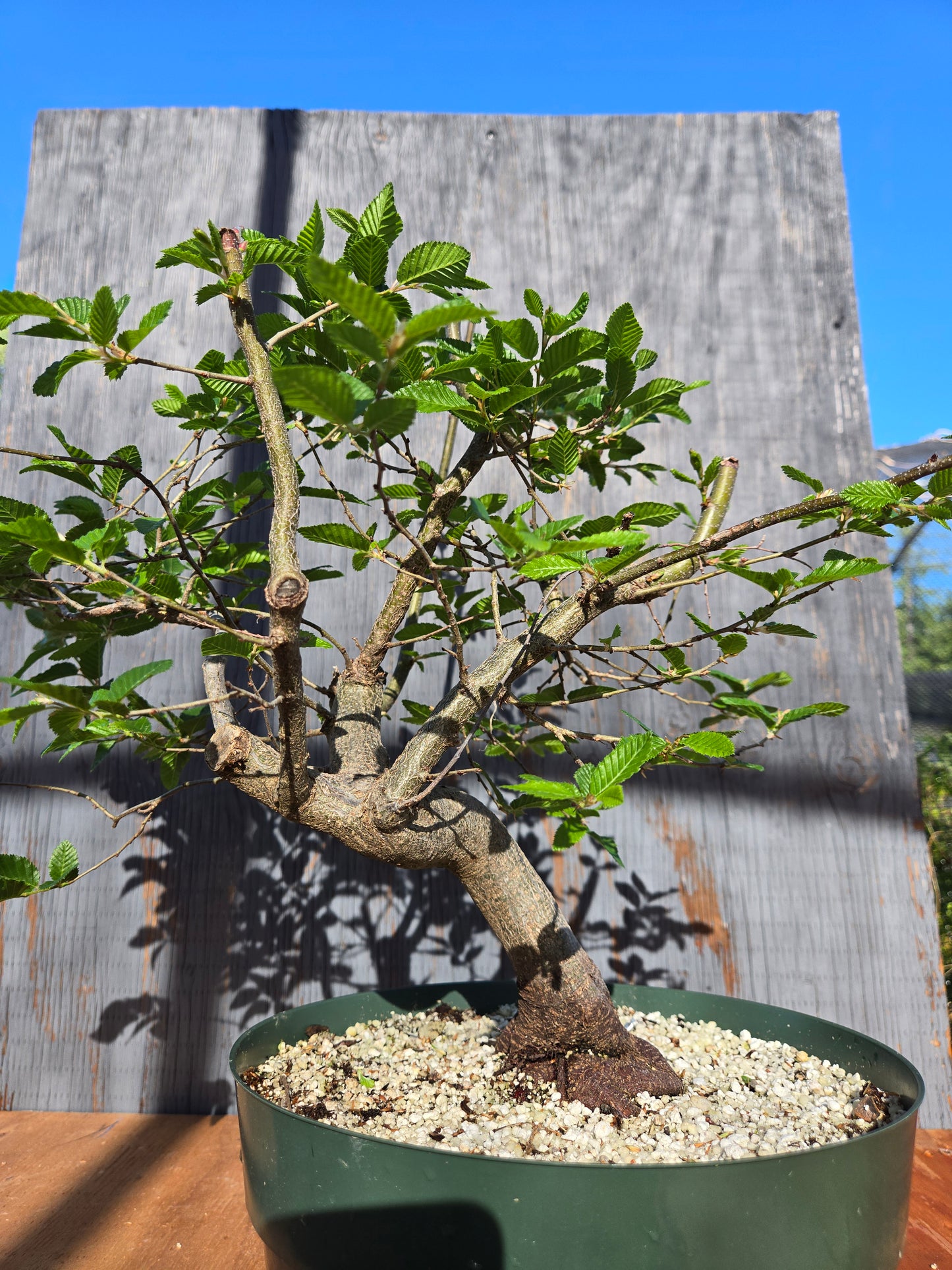 Carpinus coreana, Korean Hornbeam, Ccor sum 15