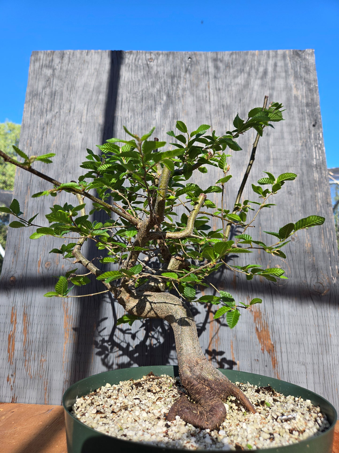 Carpinus coreana, Korean Hornbeam, Ccor sum 15