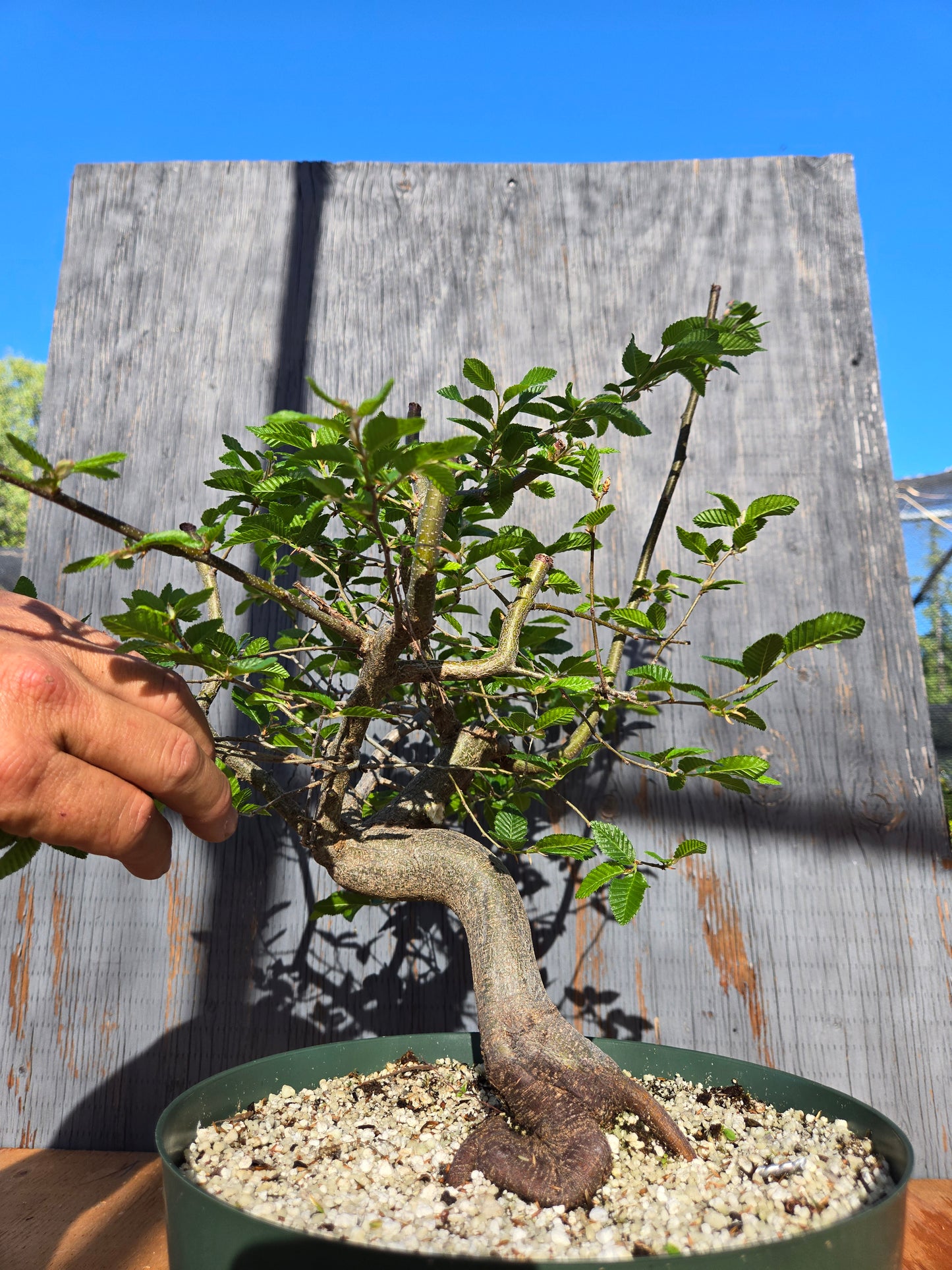 Carpinus coreana, Korean Hornbeam, Ccor sum 15