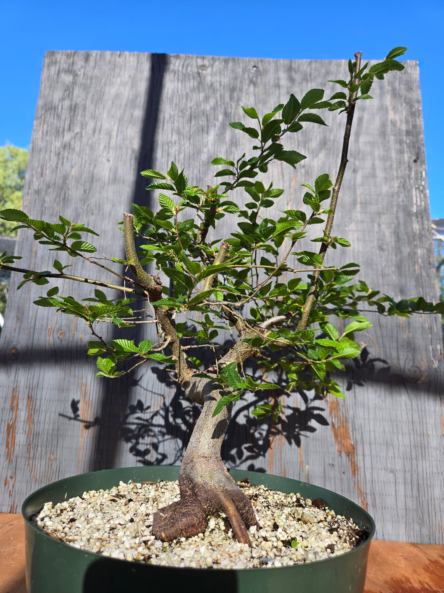 Carpinus coreana, Korean Hornbeam, Ccor sum 15