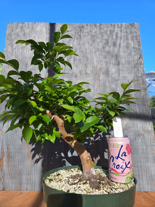 Stewartia Monadelpha, Tall Stewartia, Smon 00