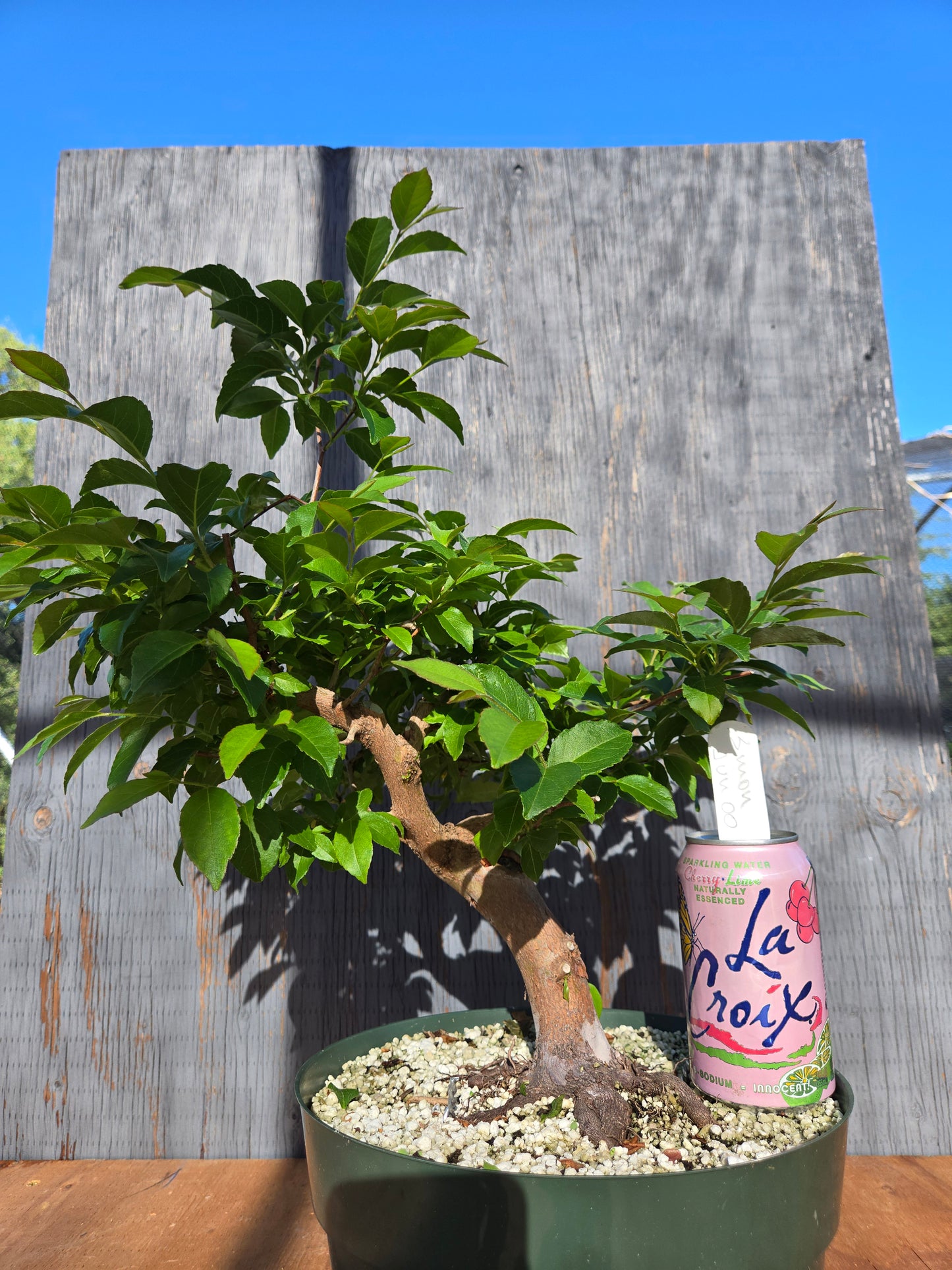 Stewartia Monadelpha, Tall Stewartia, Smon 00