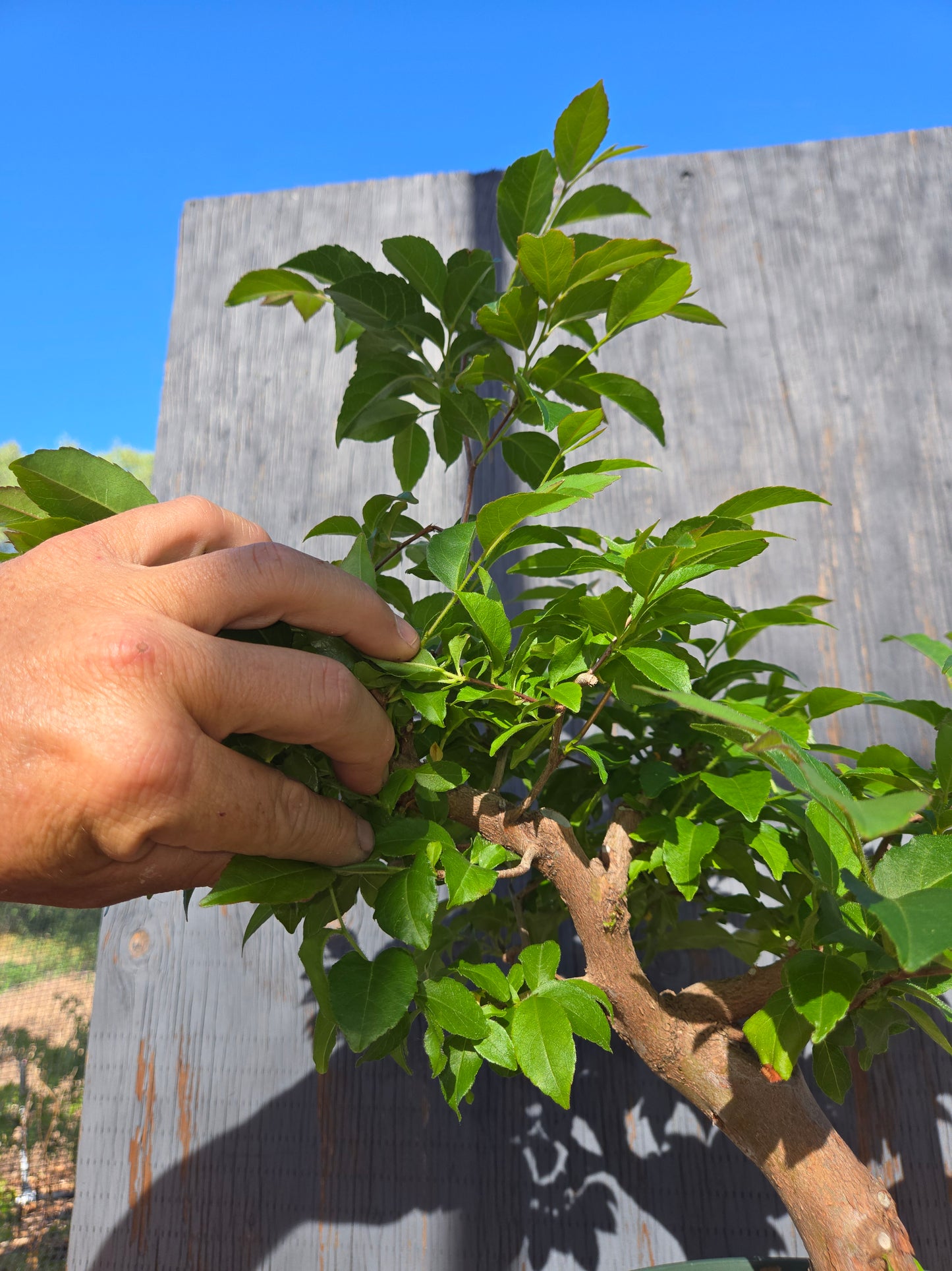 Stewartia Monadelpha, Tall Stewartia, Smon 00