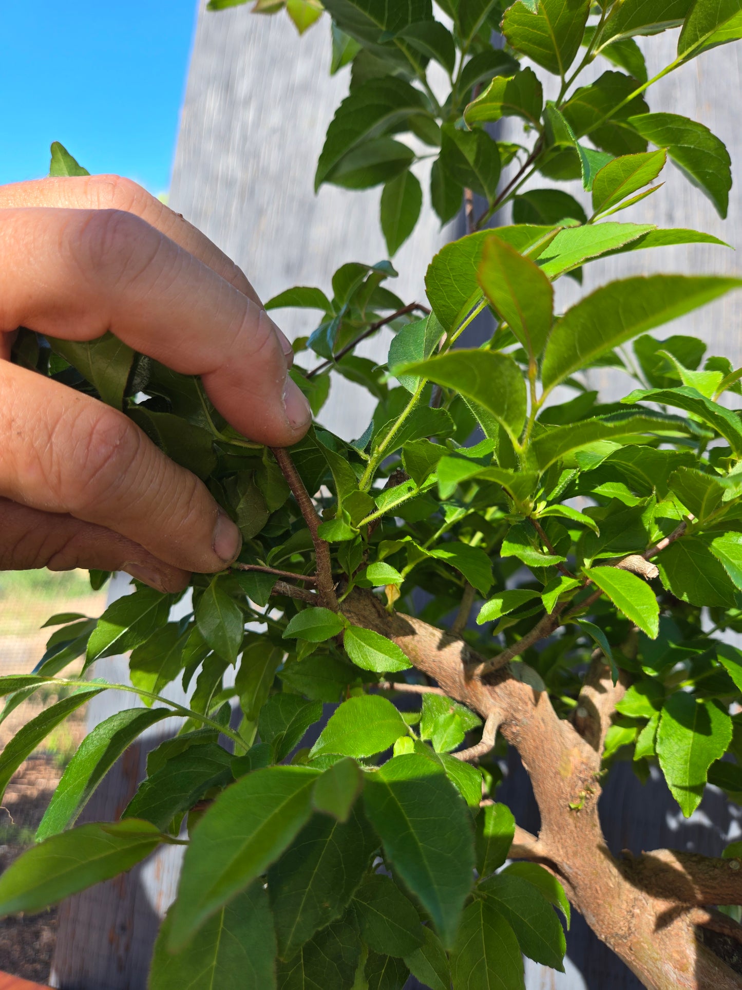 Stewartia Monadelpha, Tall Stewartia, Smon 00