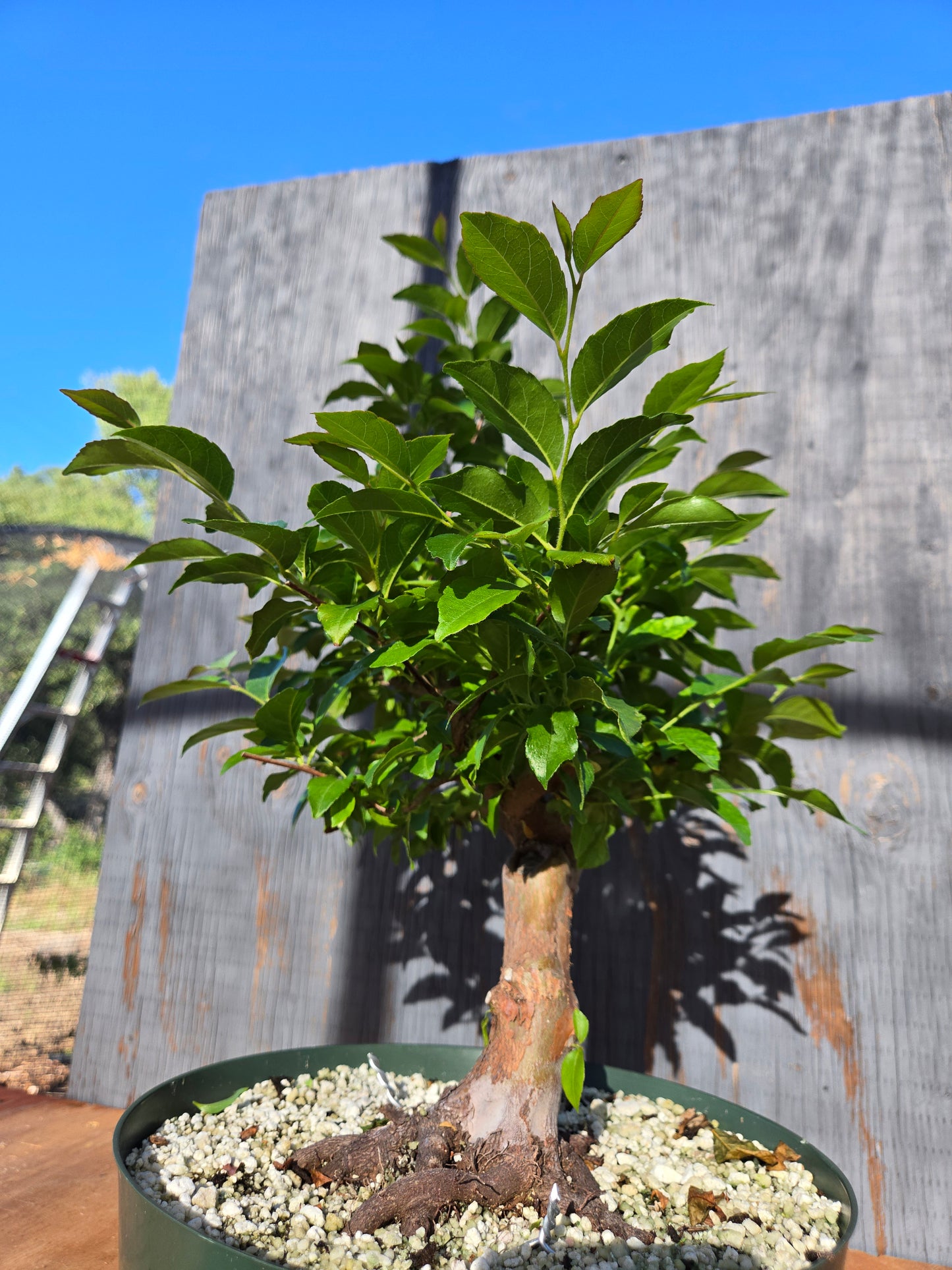 Stewartia Monadelpha, Tall Stewartia, Smon 00