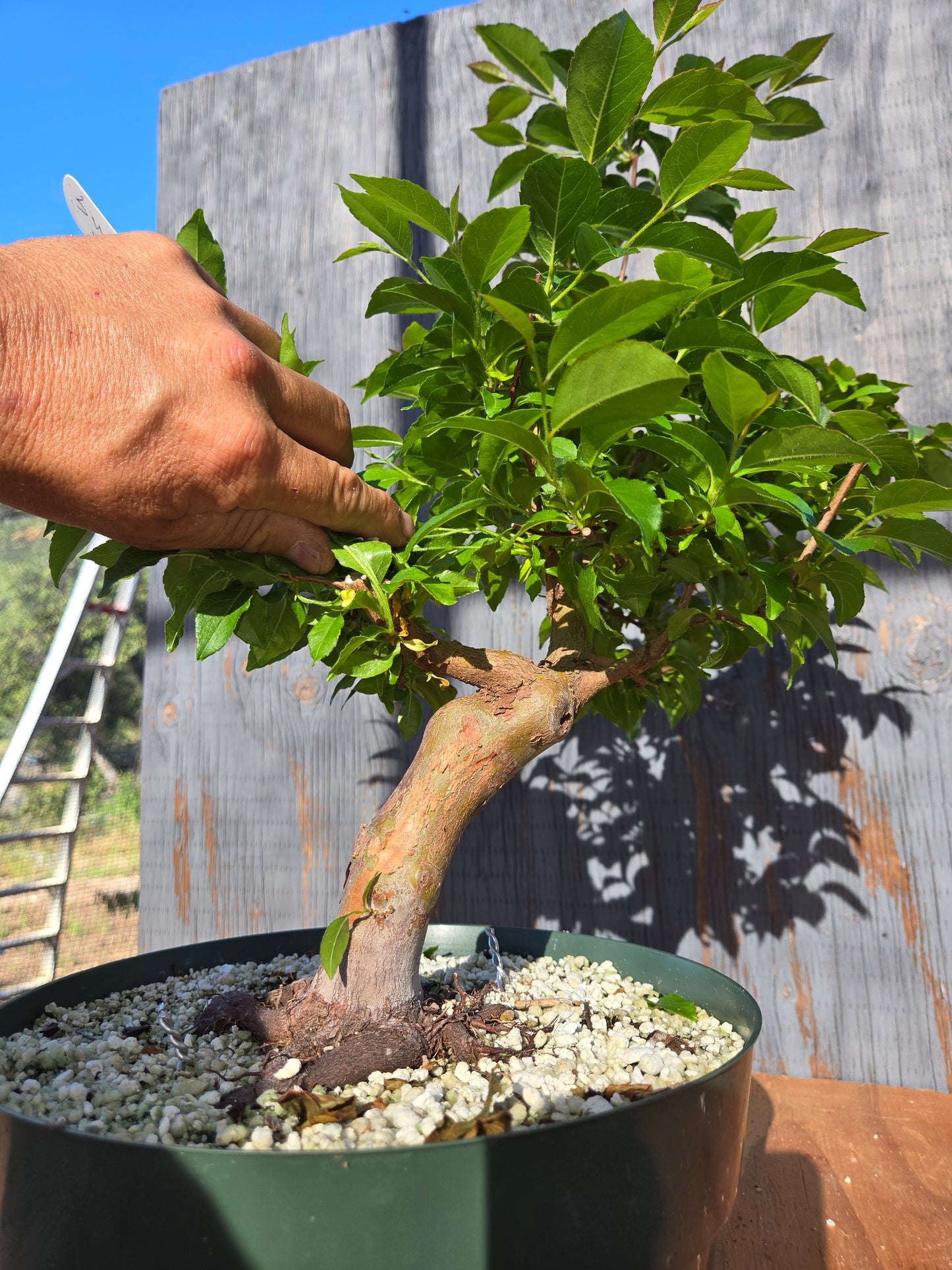 Stewartia Monadelpha, Tall Stewartia, Smon 00