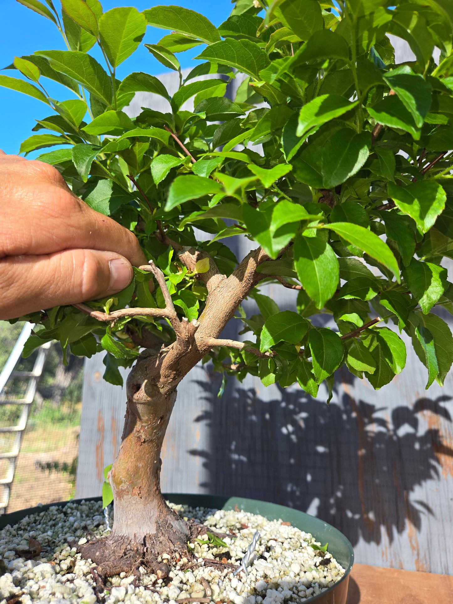 Stewartia Monadelpha, Tall Stewartia, Smon 00
