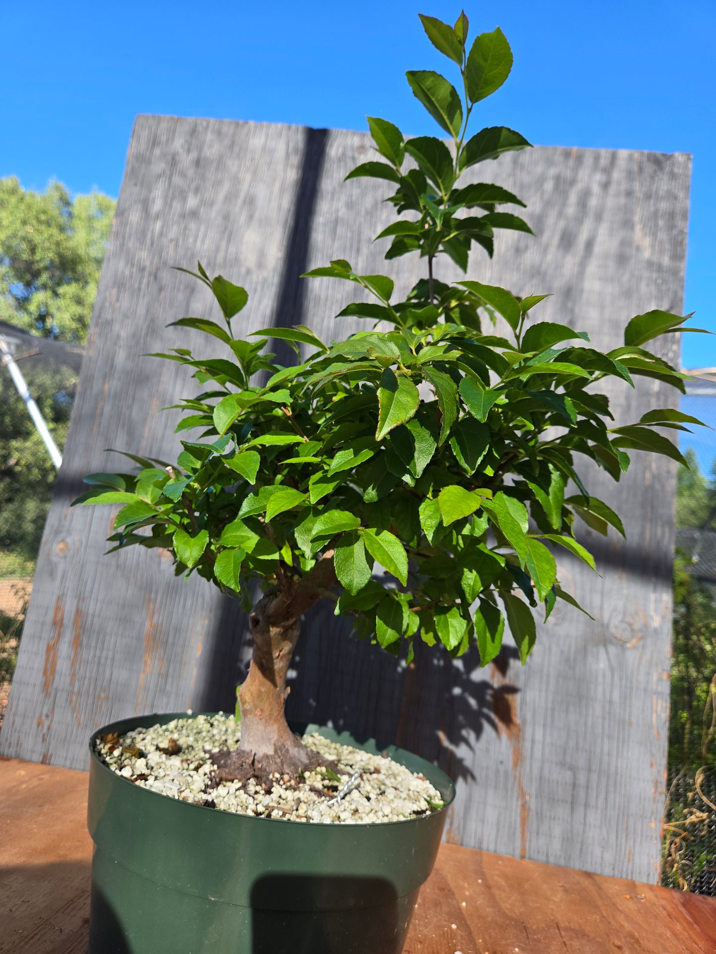Stewartia Monadelpha, Tall Stewartia, Smon 00