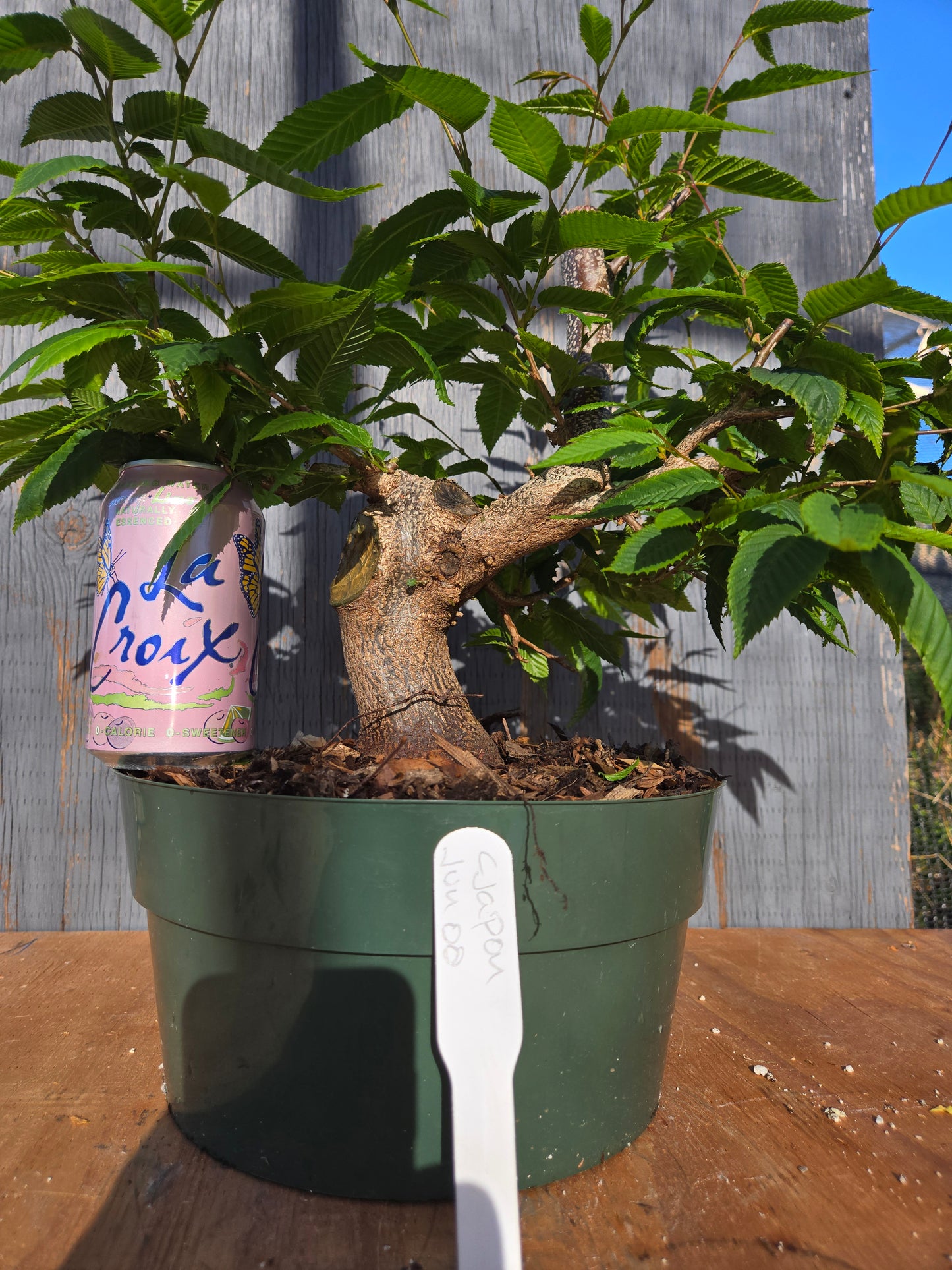 Carpinus japonica, Japanese Hornbeam, Cj JUN 00