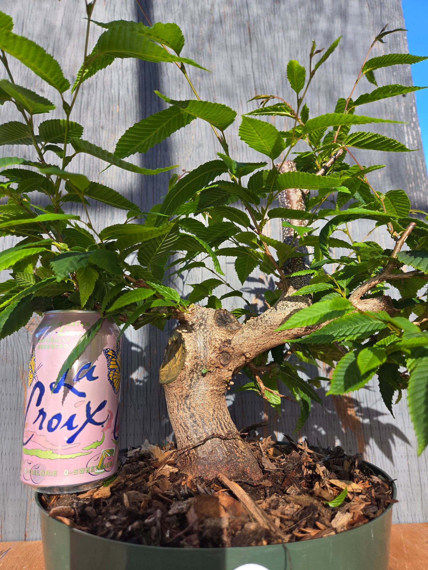Carpinus japonica, Japanese Hornbeam, Cj JUN 00