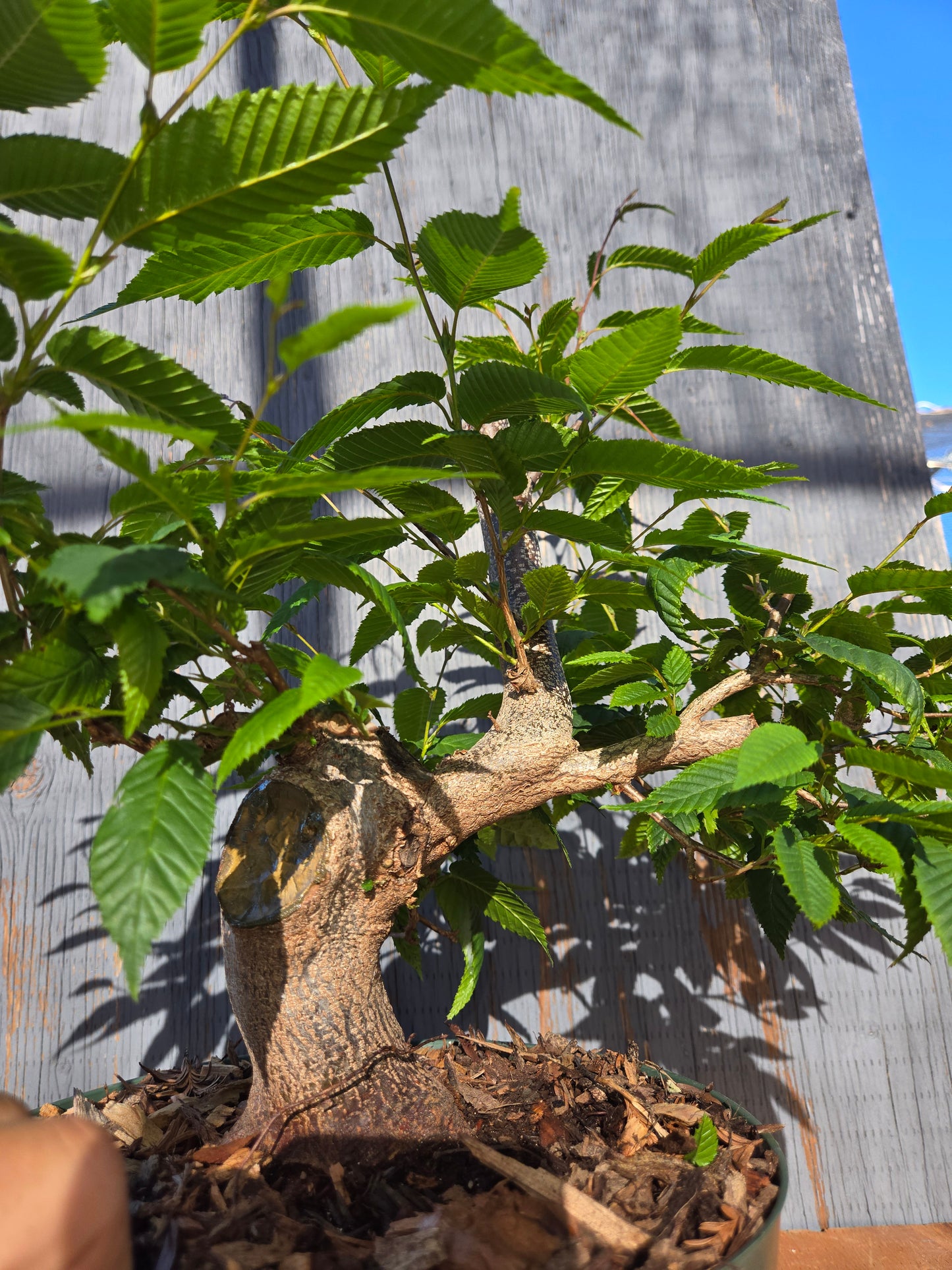 Carpinus japonica, Japanese Hornbeam, Cj JUN 00
