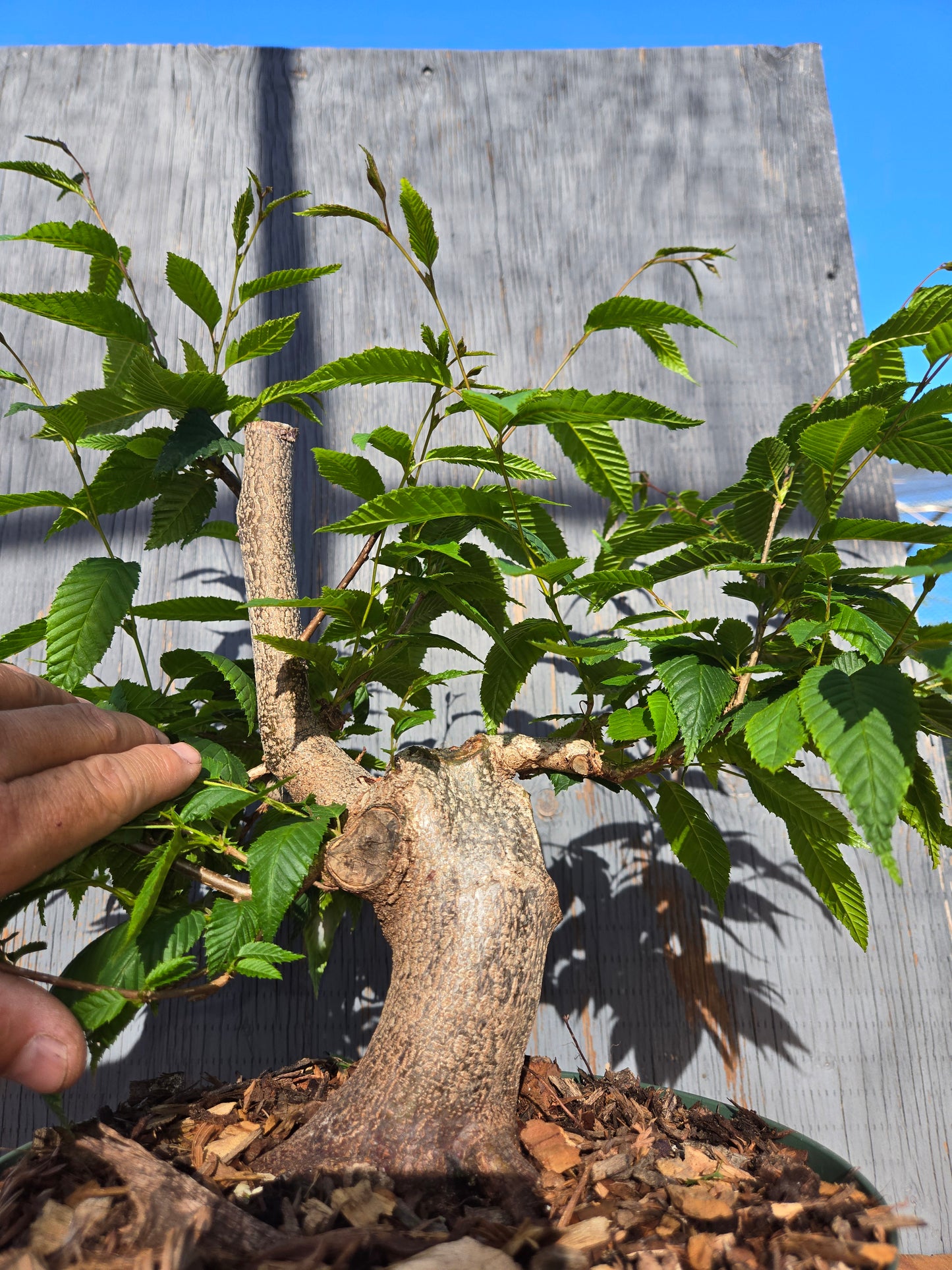 Carpinus japonica, Japanese Hornbeam, Cj JUN 00